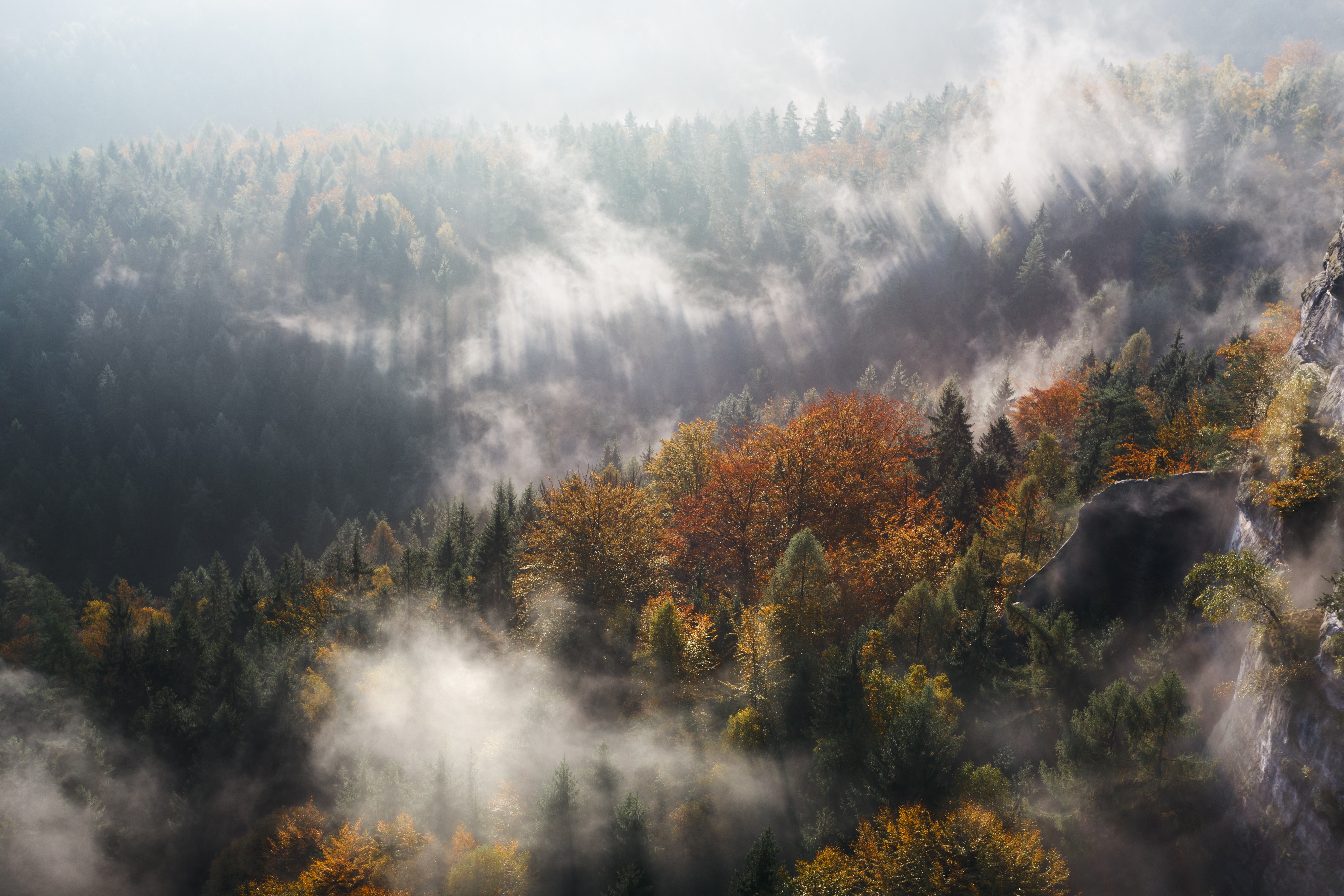 Misty forest with sunbeams and autumn colors HD Wallpaper
