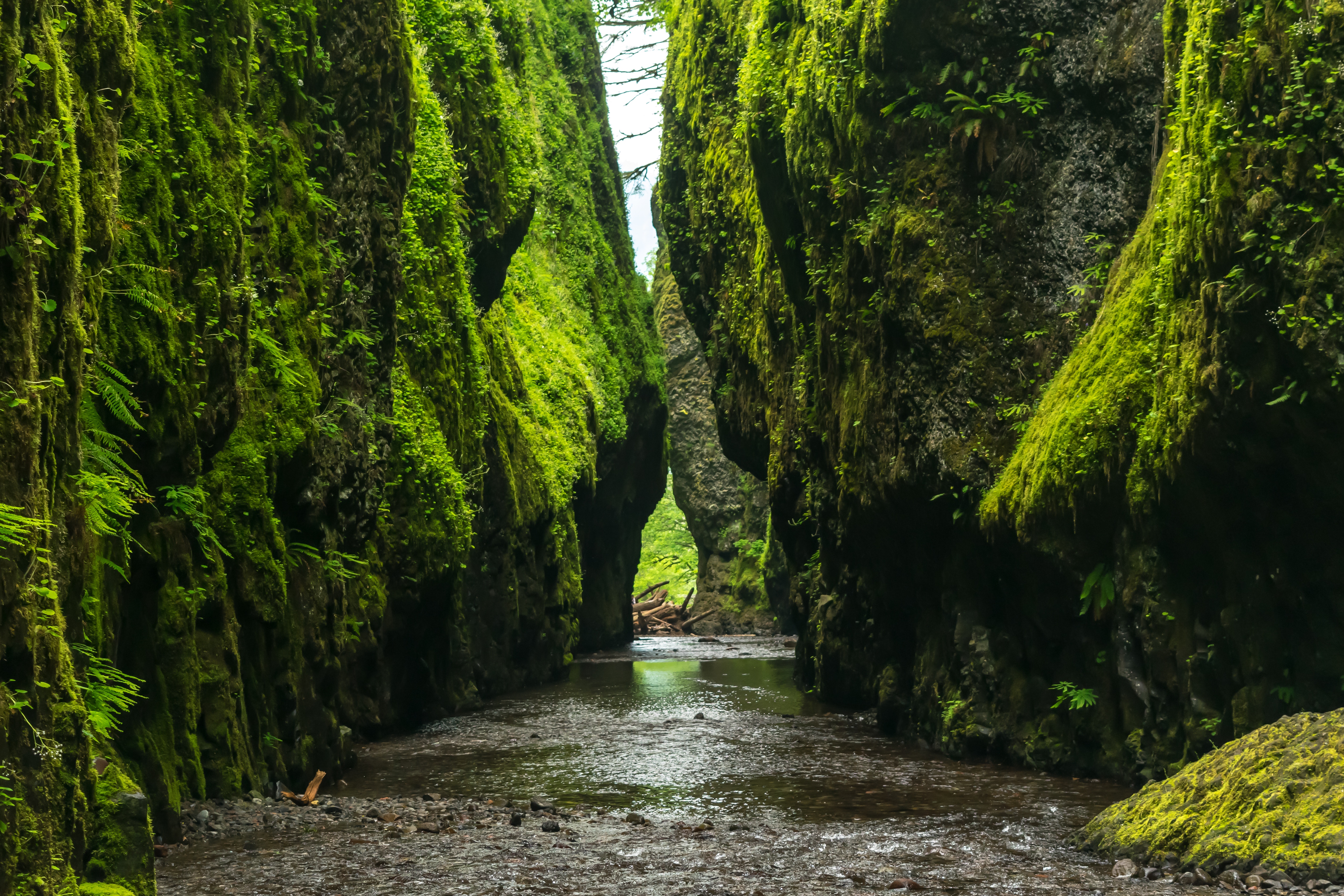 Moss-covered canyon with a stream flowing through HD Wallpaper