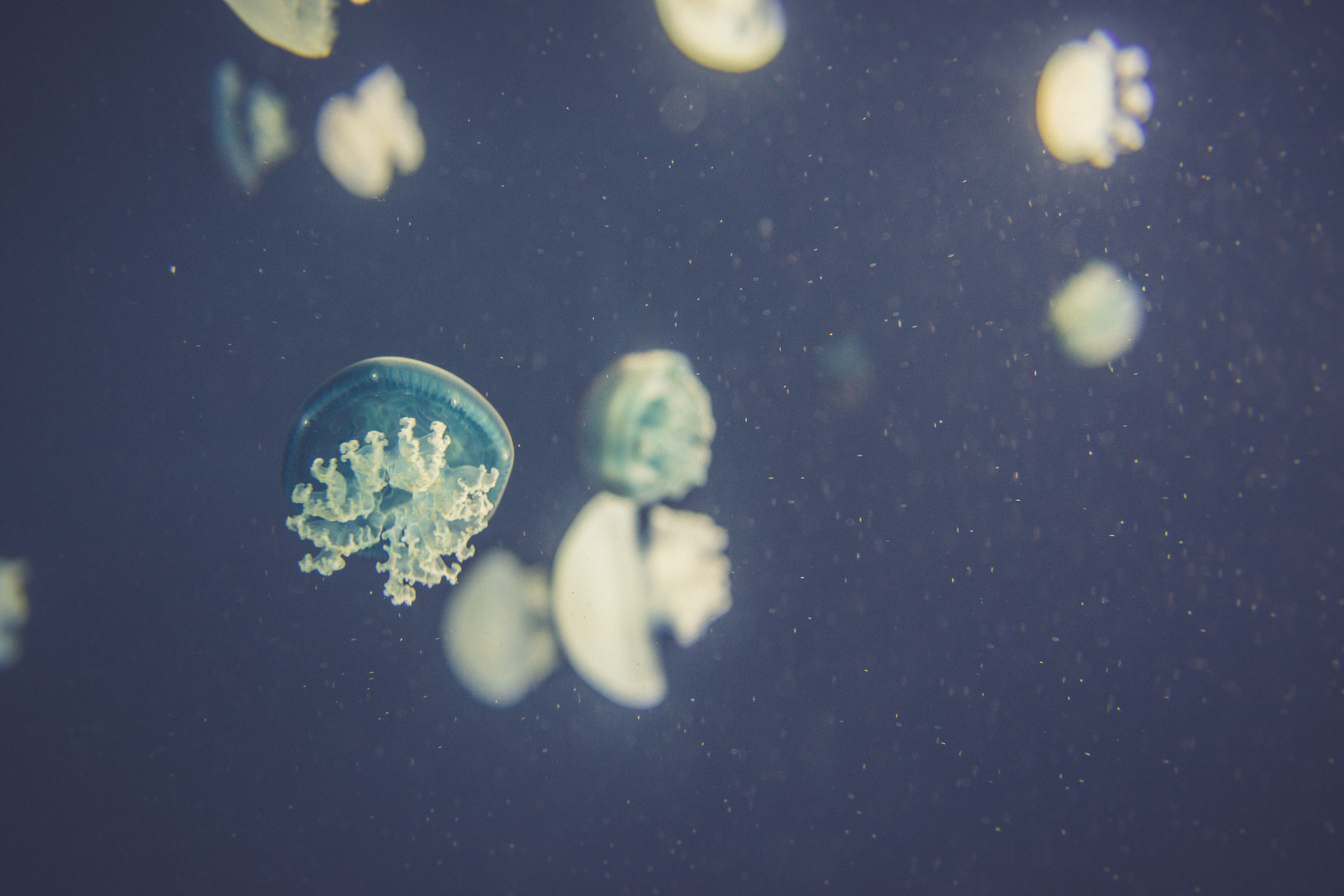 Several jellyfish swimming in dark blue water HD Wallpaper