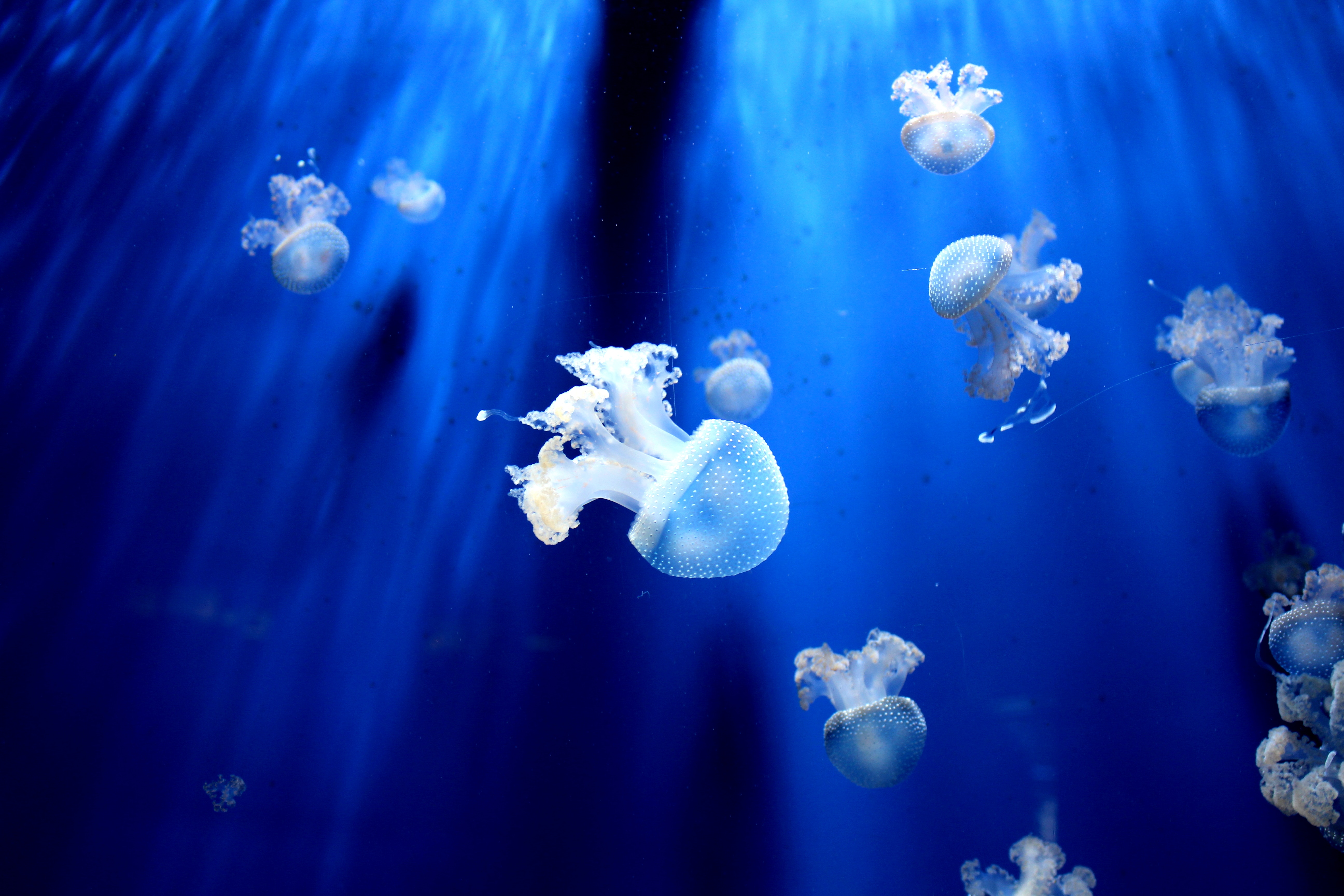 Several jellyfish swim in a dark blue aquarium HD Wallpaper