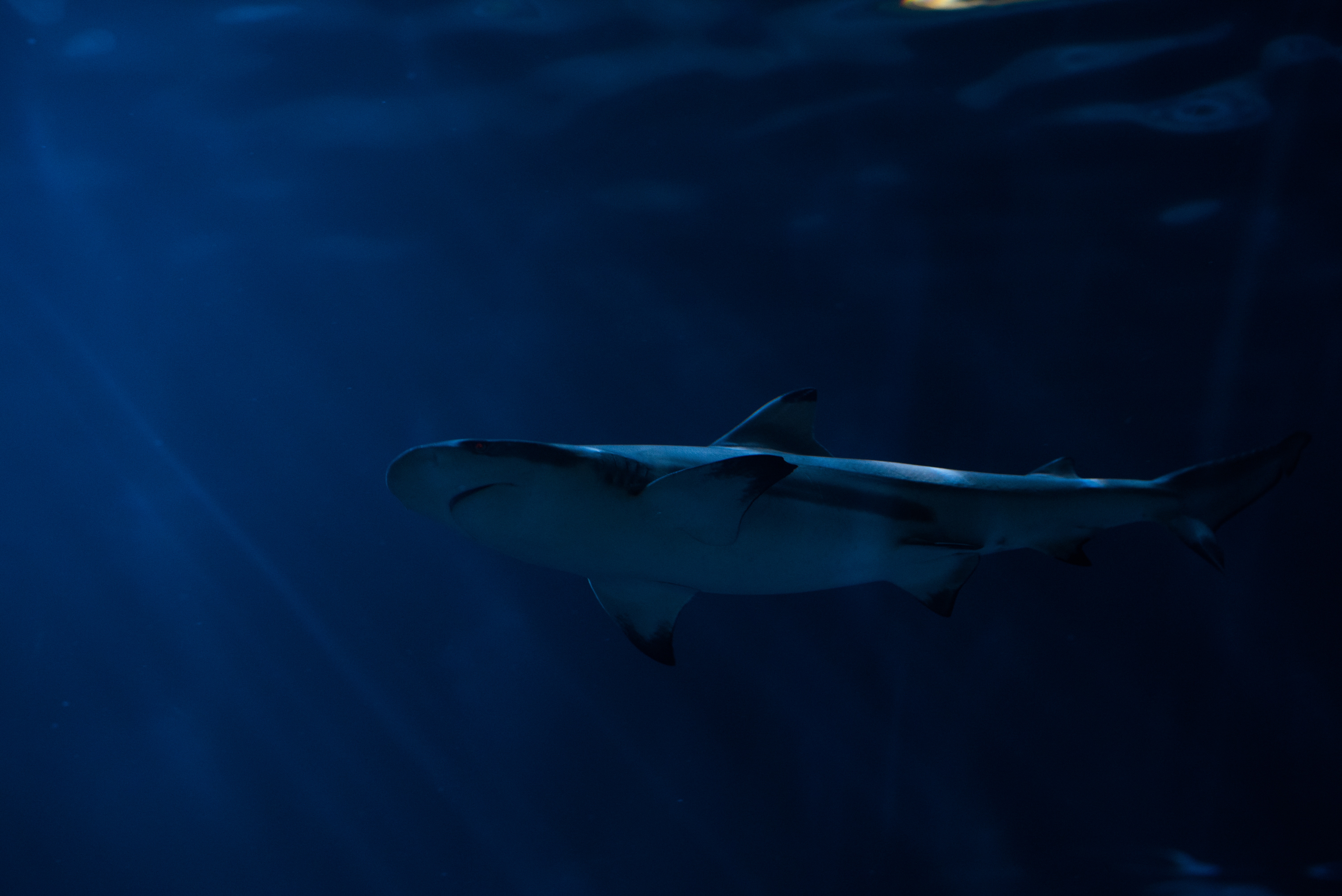 Shark swimming in deep blue ocean water HD Wallpaper