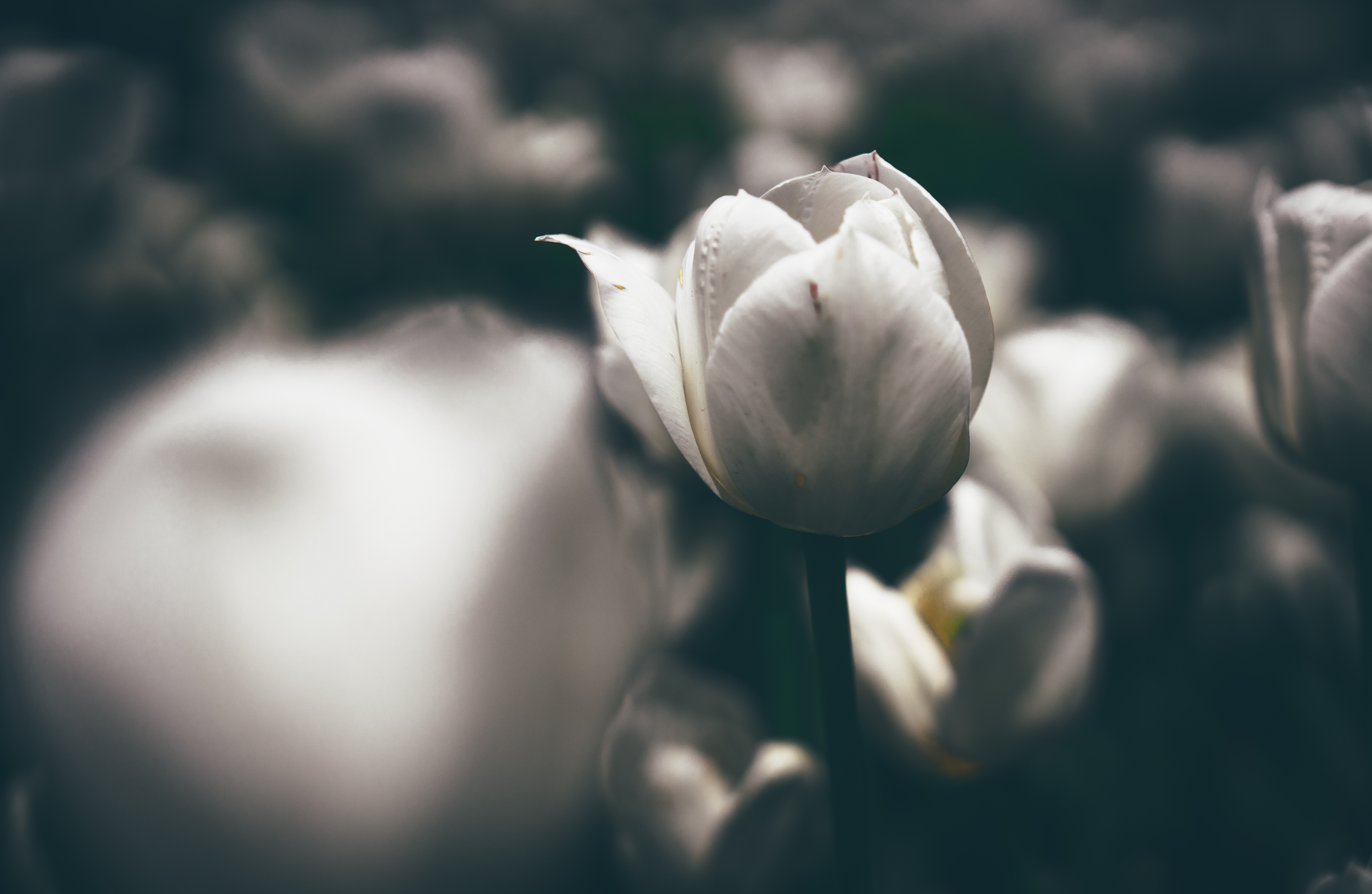 White Tulip Flower in Bloom HD Wallpaper