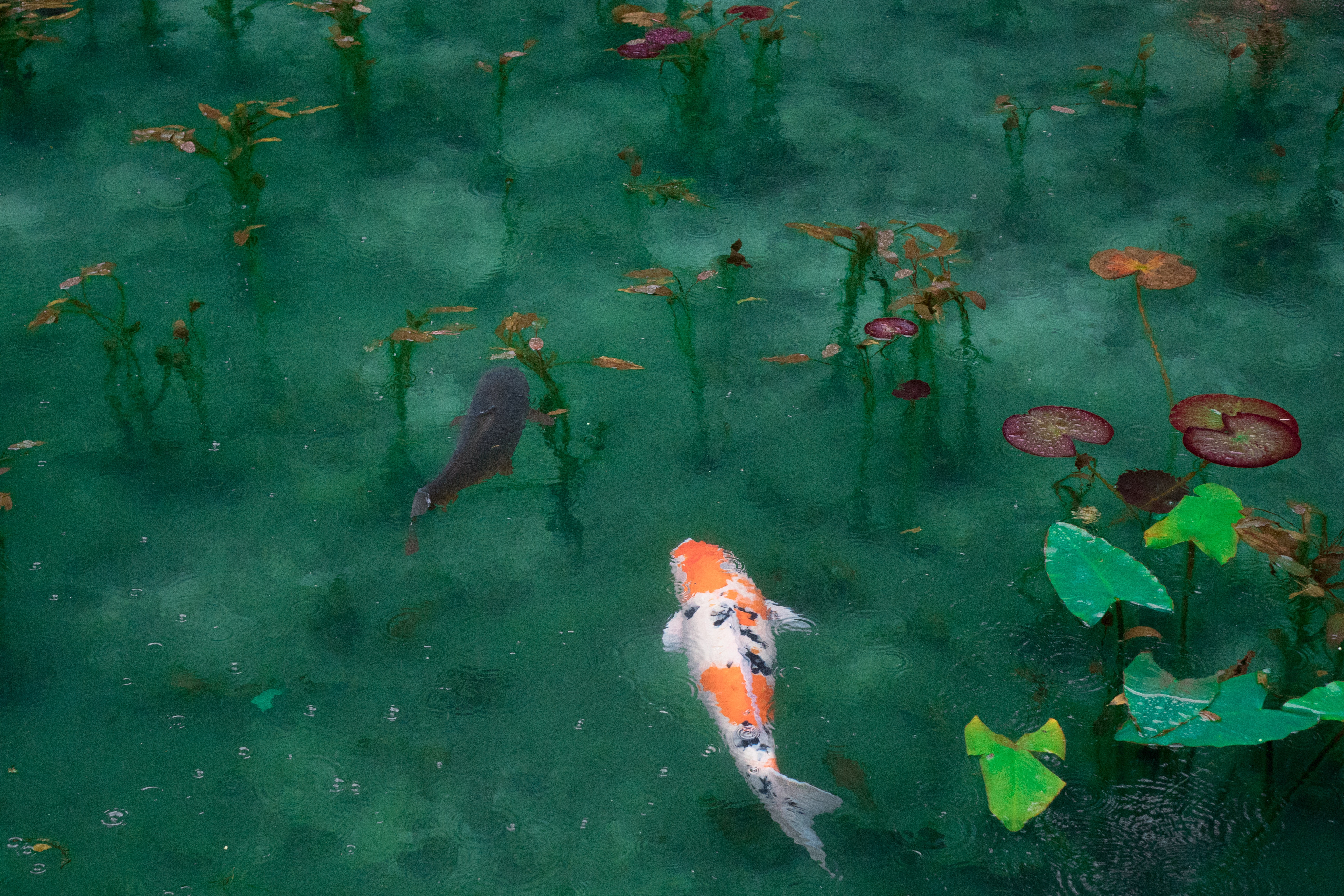 Two koi fish swim in a green pond with lily pads HD Wallpaper