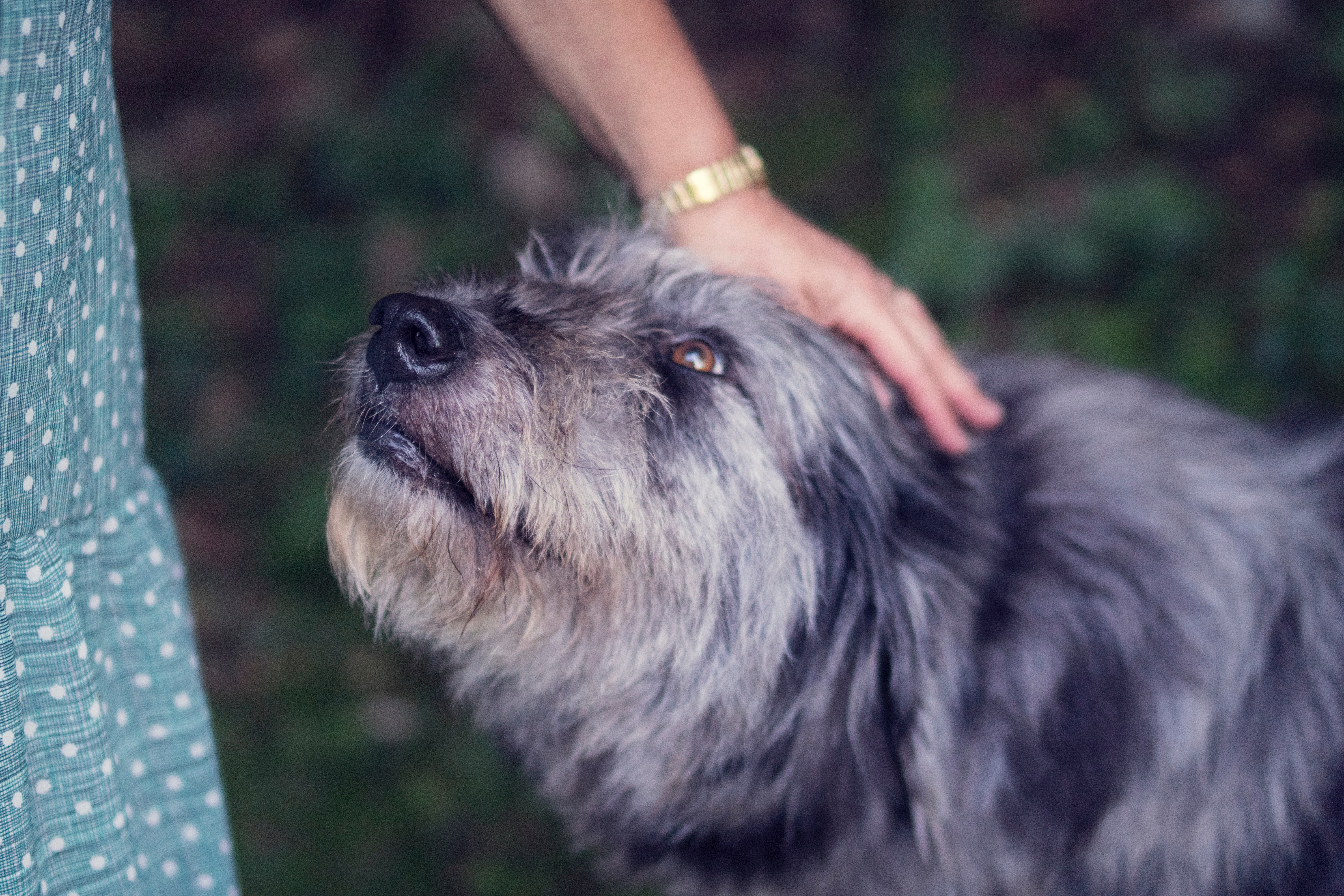 A person pets a shaggy dog in a garden HD Wallpaper