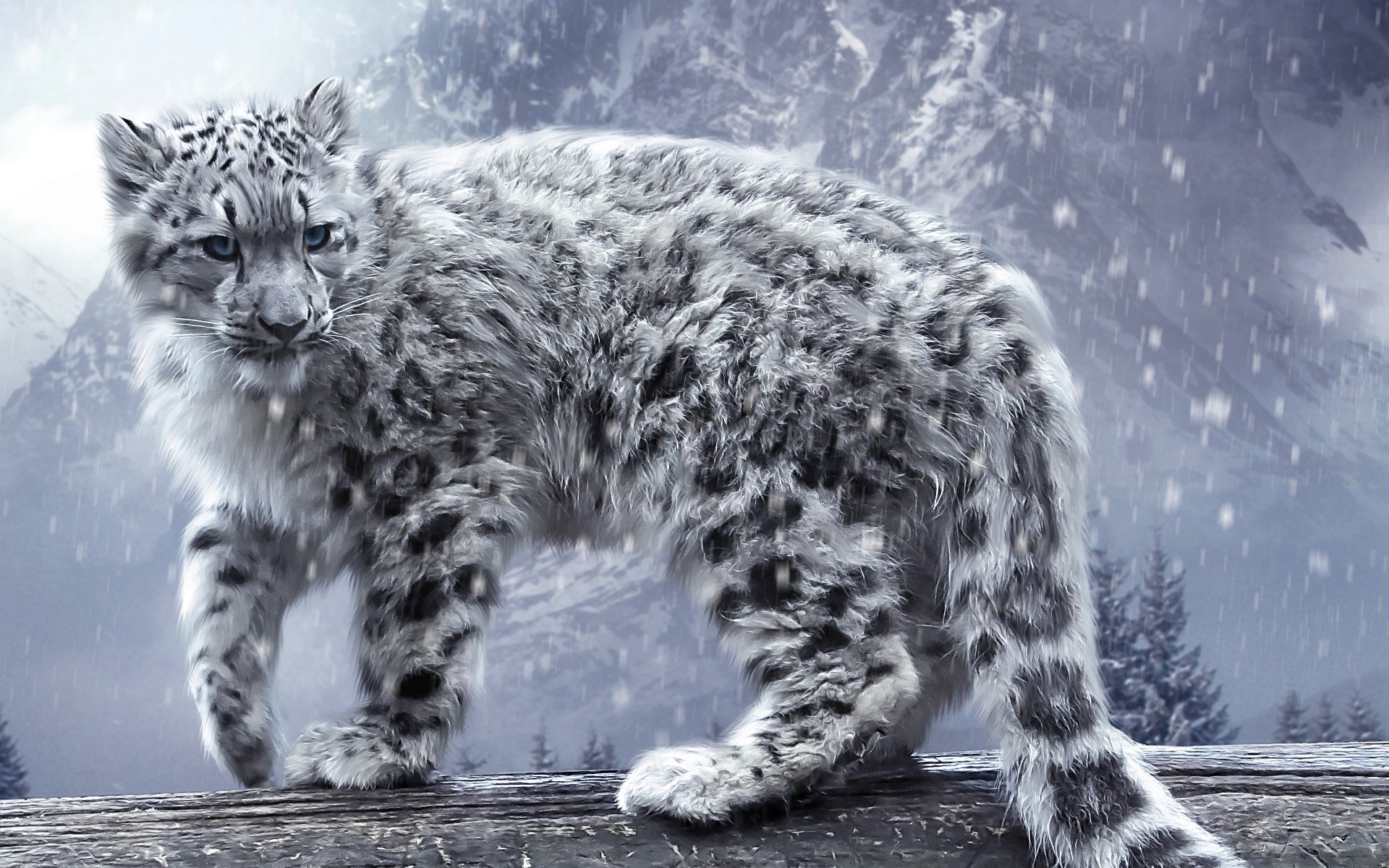 Snow leopard in a snowy mountain landscape HD Wallpaper