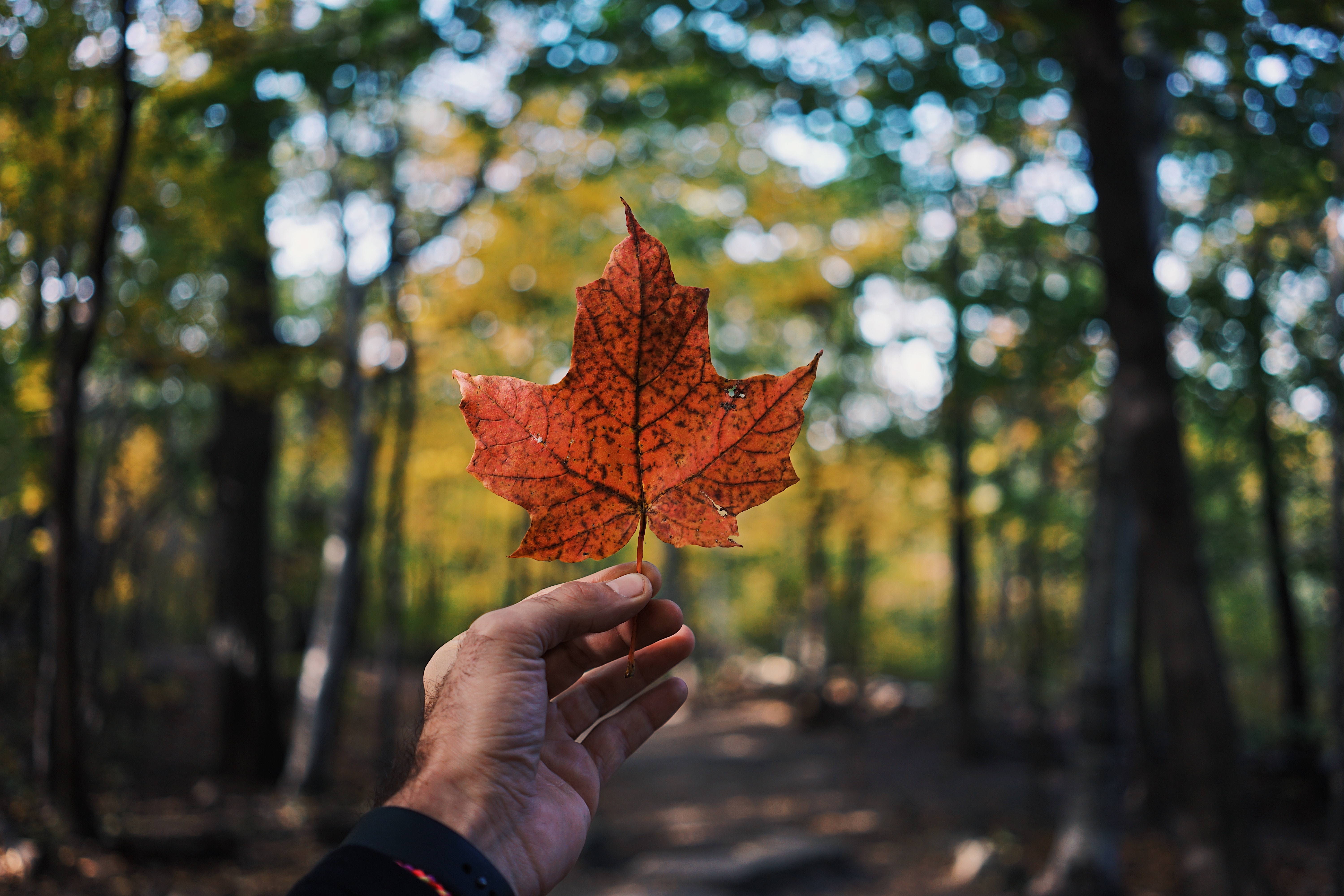 Hand holding an orange maple leaf in a forest HD Wallpaper