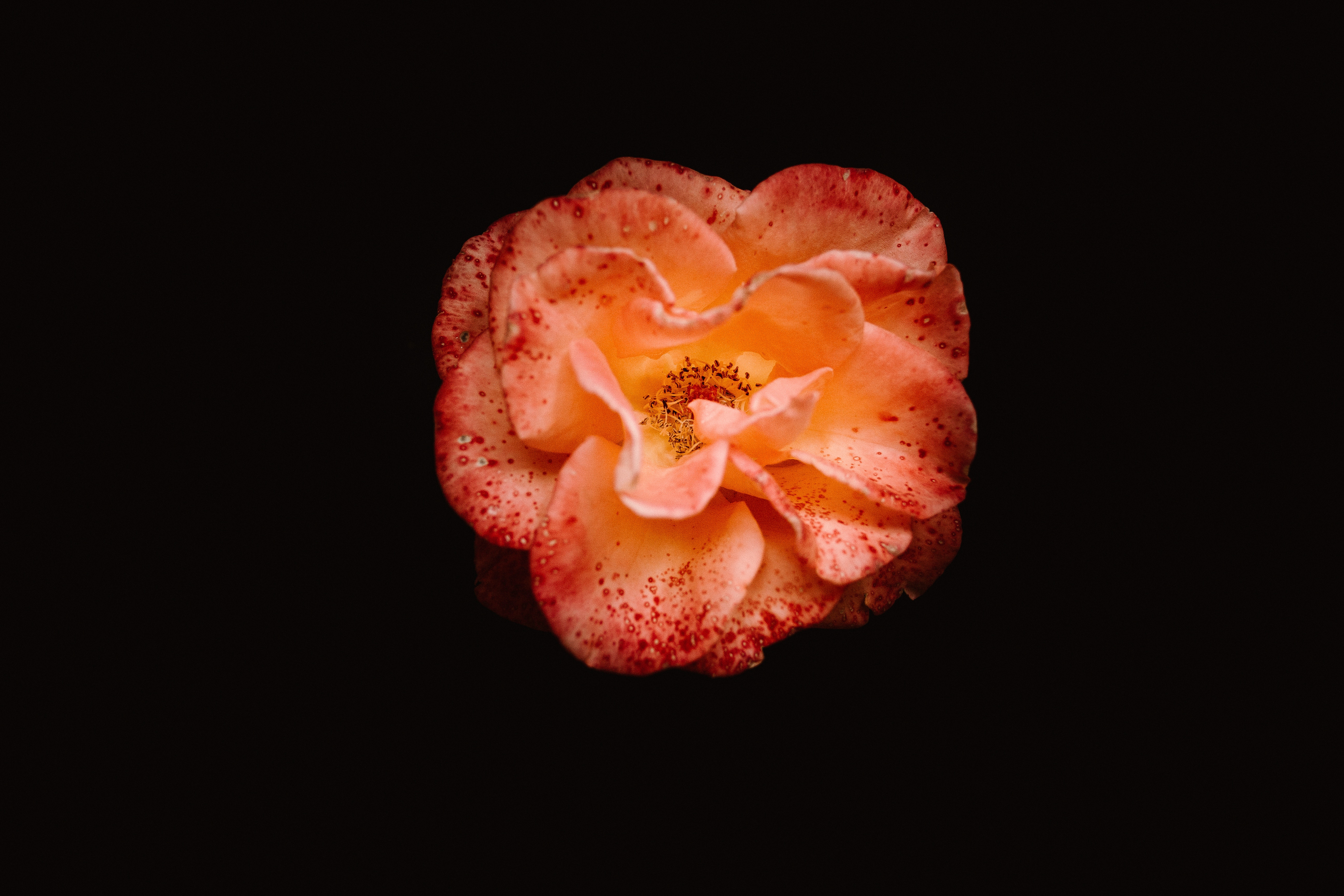 Orange rose with red speckles on black background HD Wallpaper