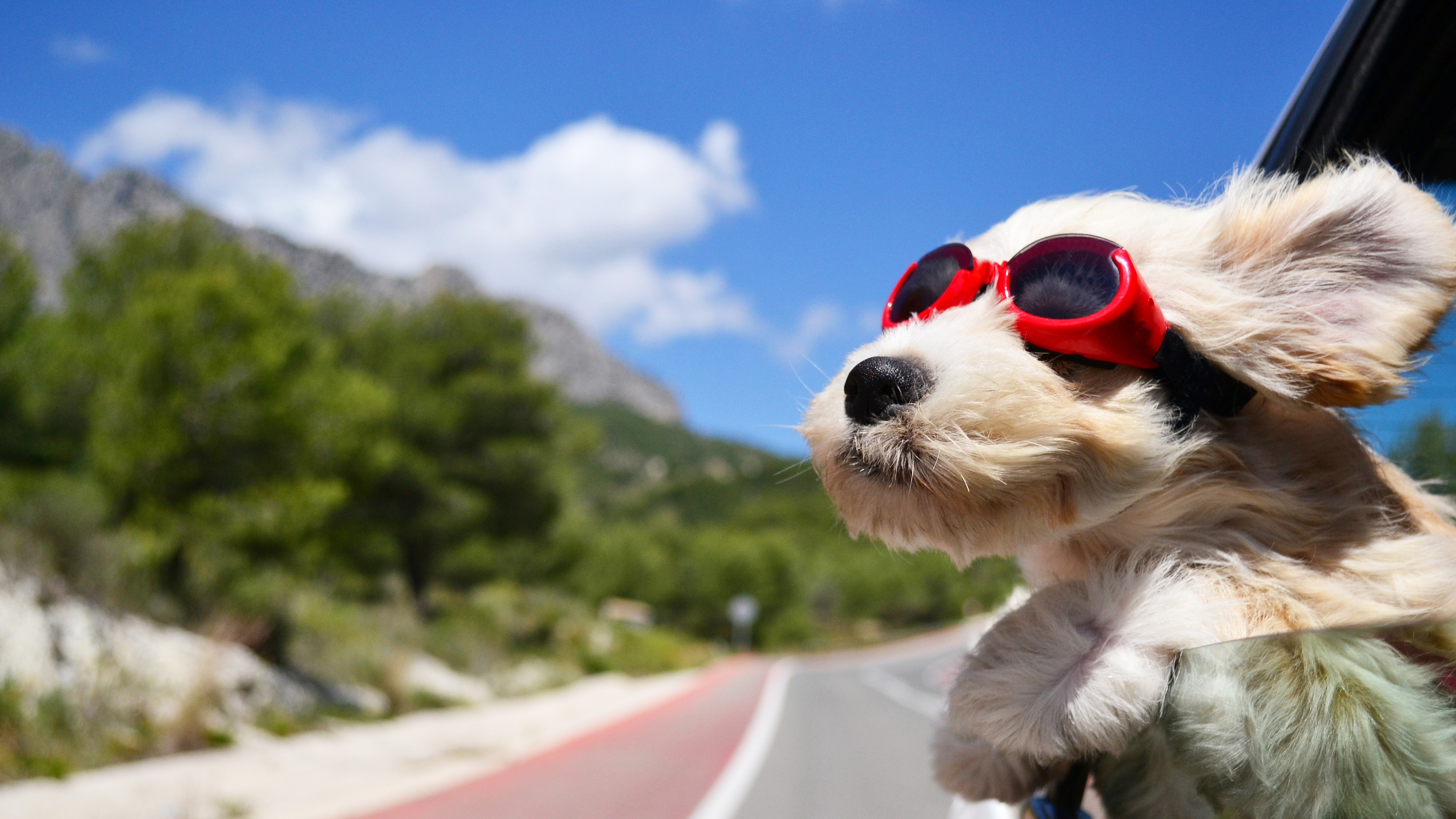 Dog wearing red sunglasses in a car HD Wallpaper