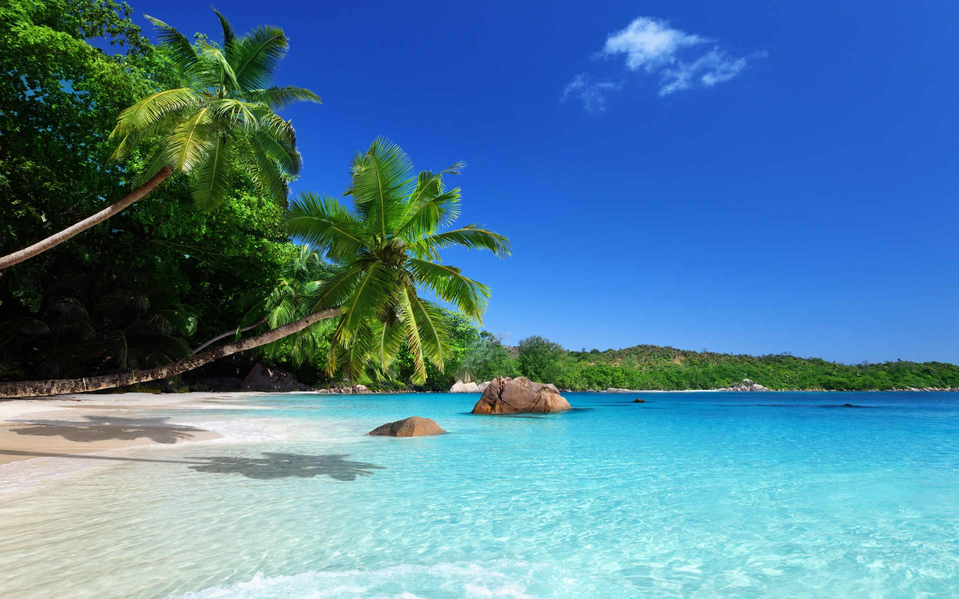 Tropical beach with palm trees and turquoise water HD Wallpaper