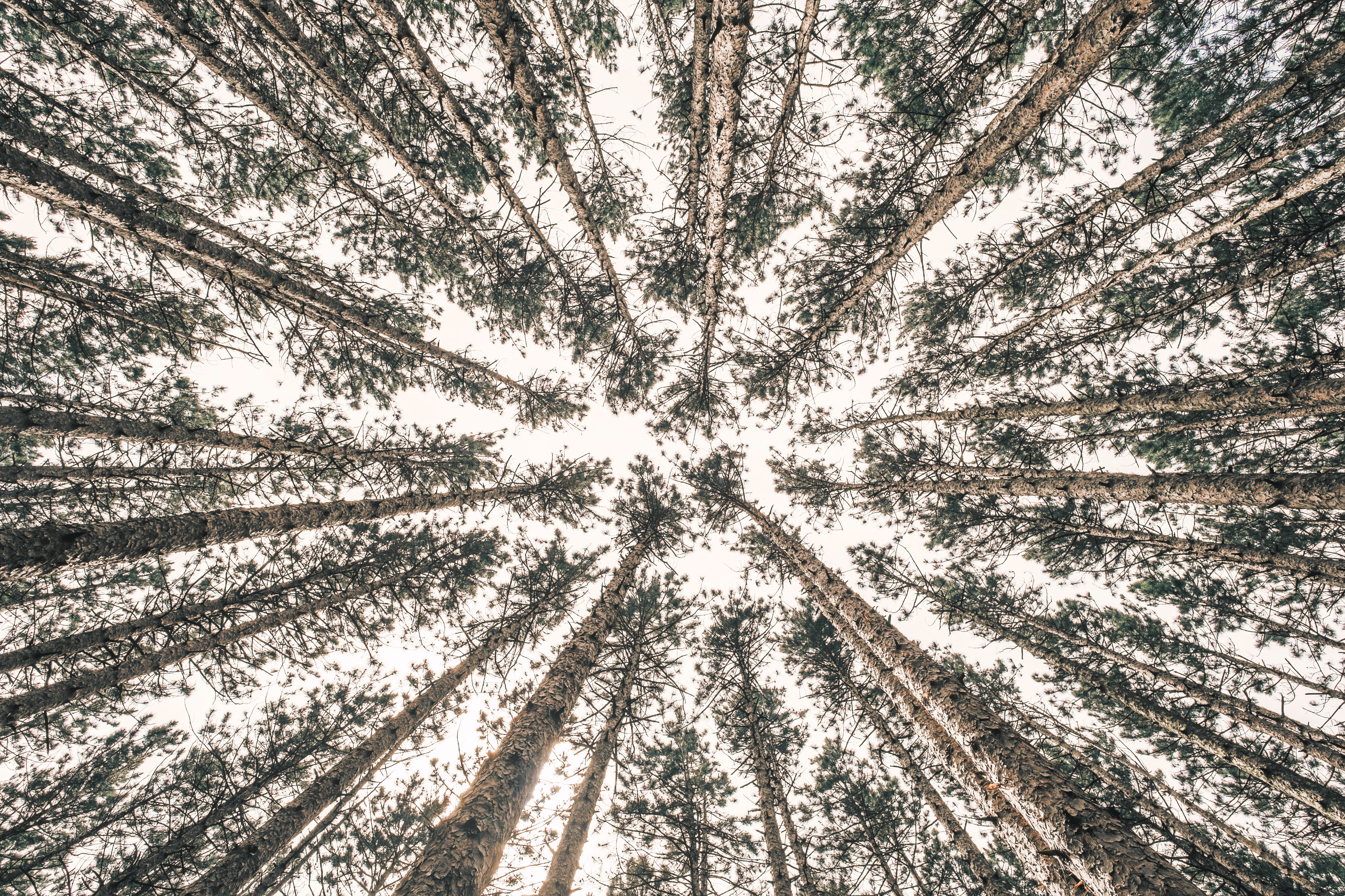 Looking up through pine trees in a forest HD Wallpaper