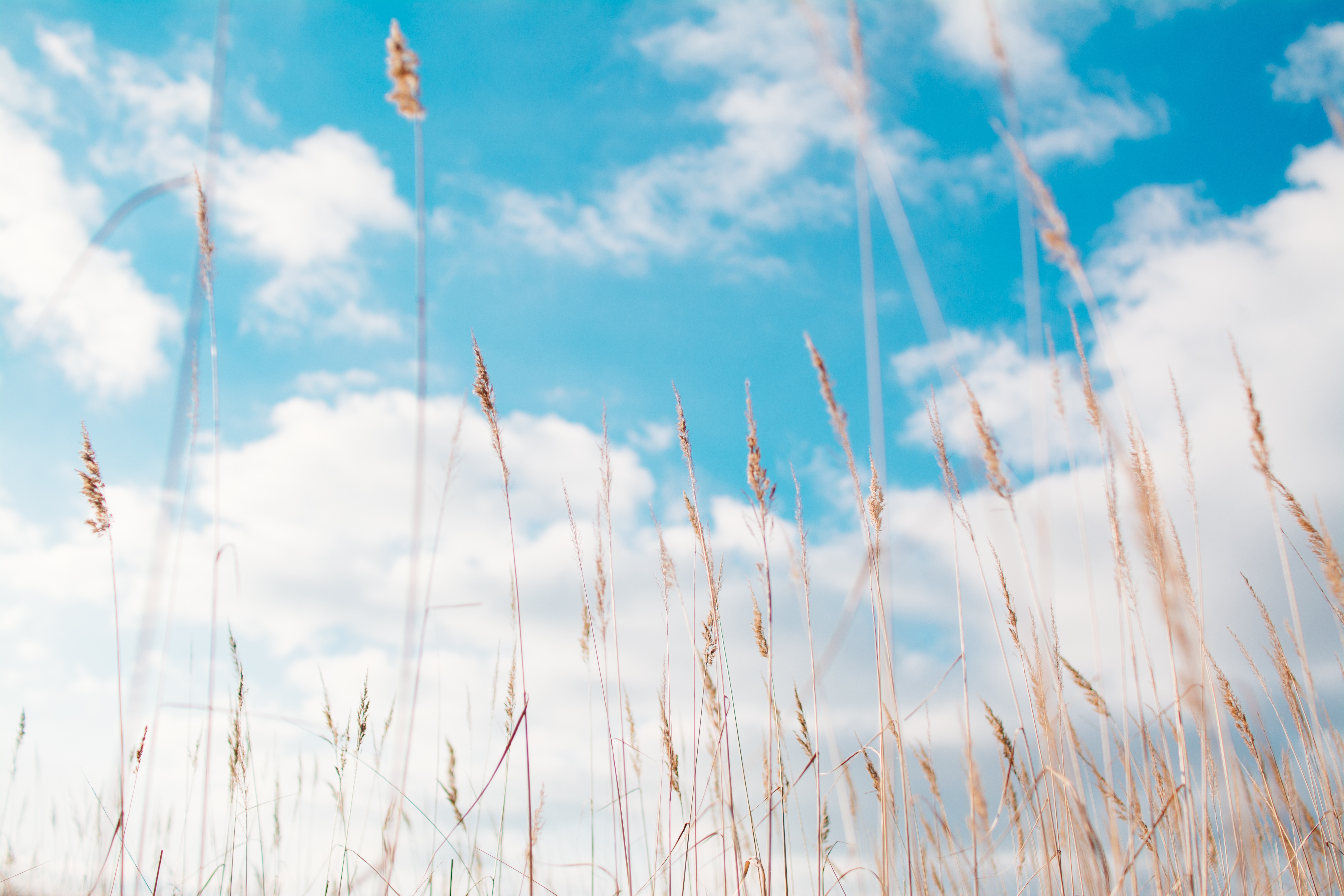 Tall grass stalks against a blue sky with clouds HD Wallpaper