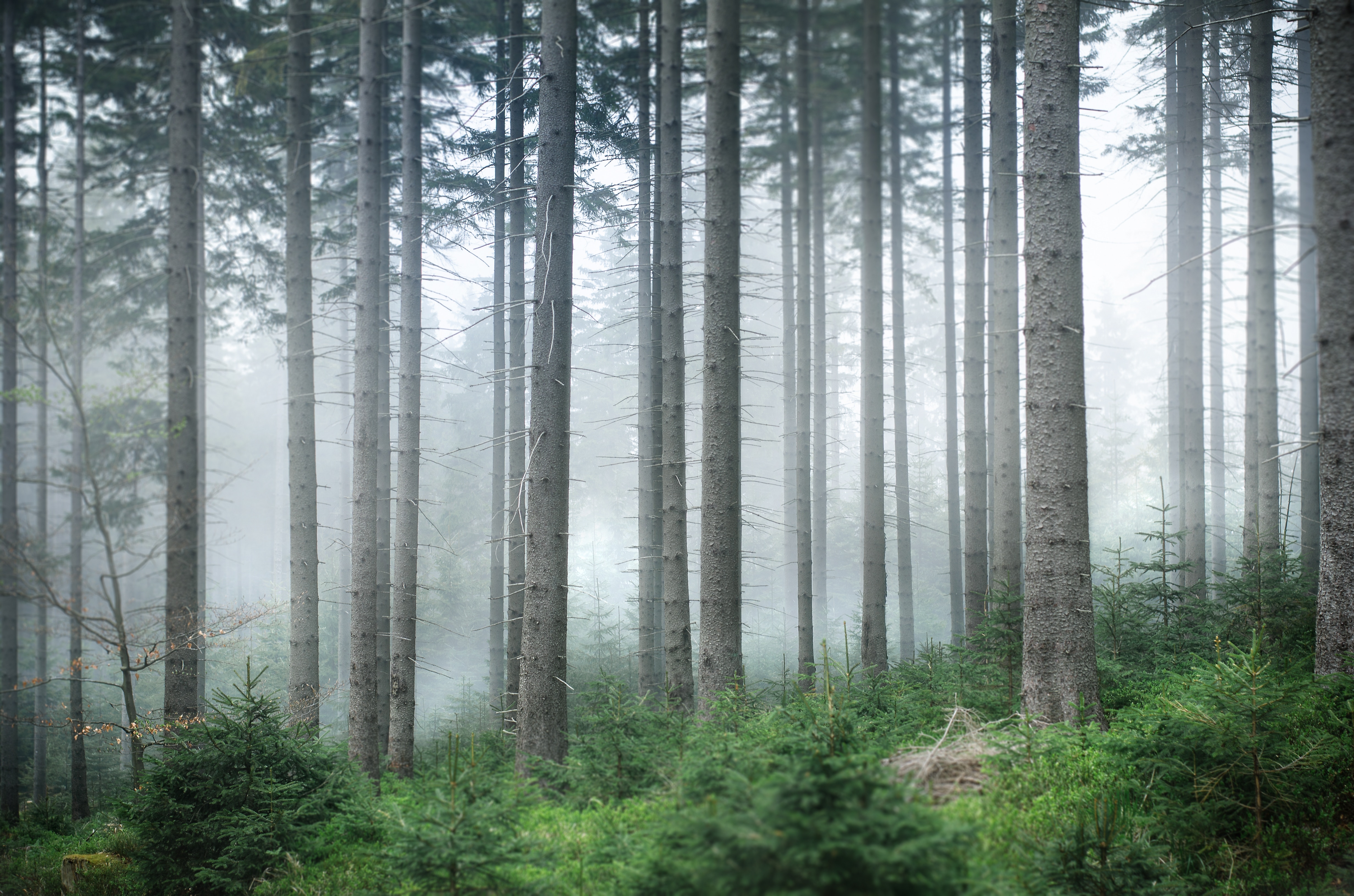 Misty forest with pine trees and undergrowth HD Wallpaper