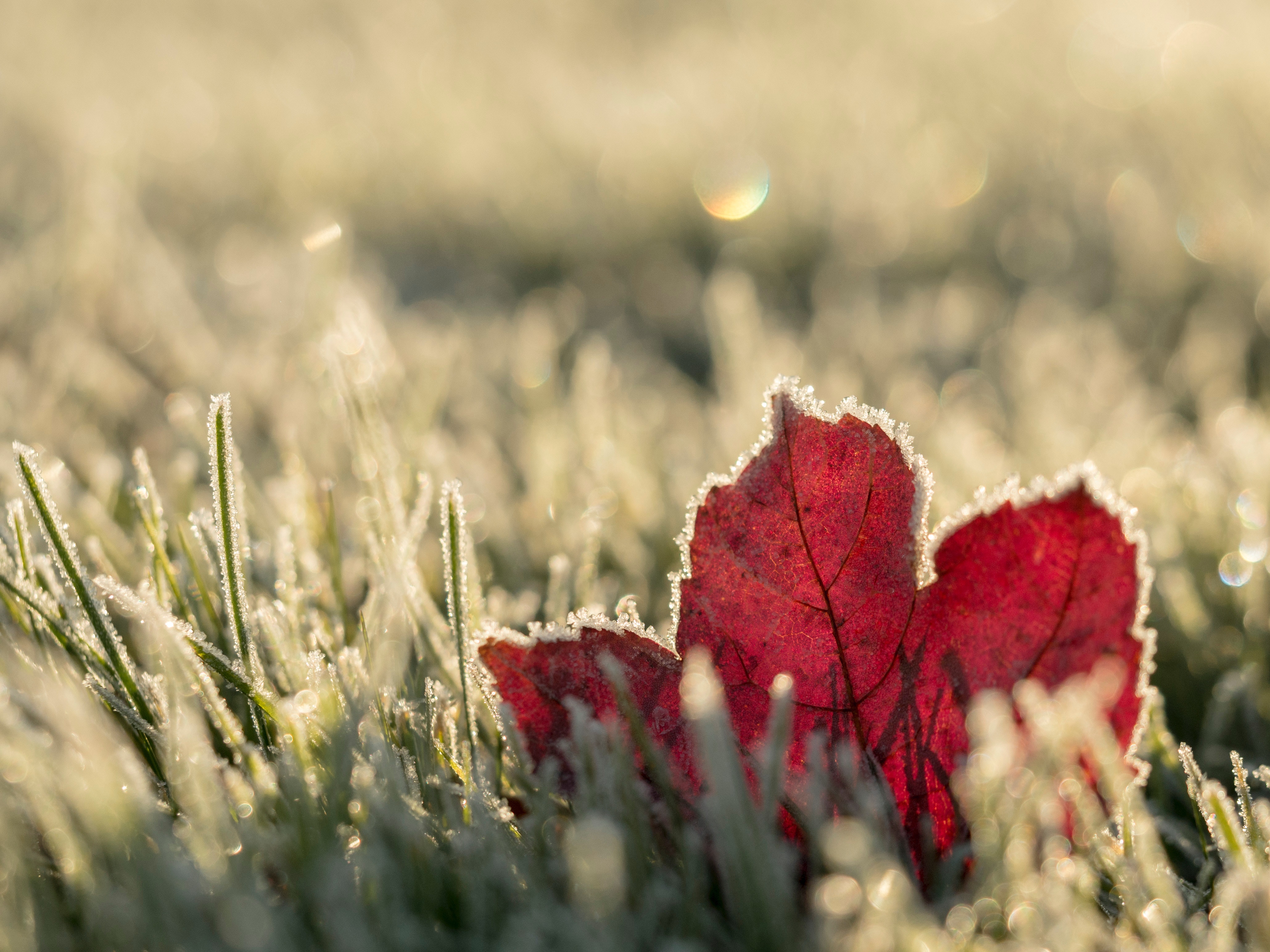 Red leaf with frost on grass in sunlight HD Wallpaper