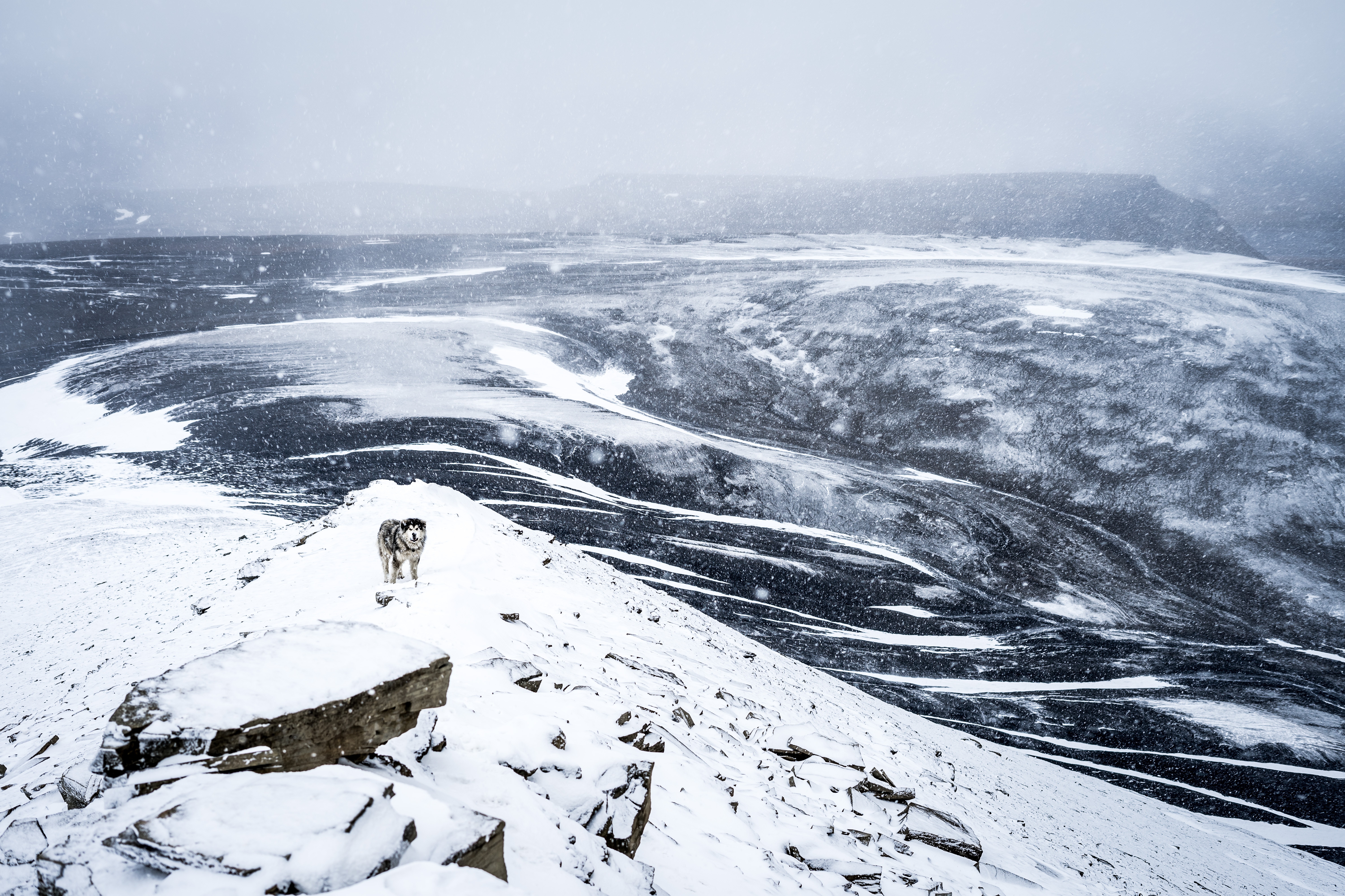Dog on a snowy mountain peak during a blizzard HD Wallpaper