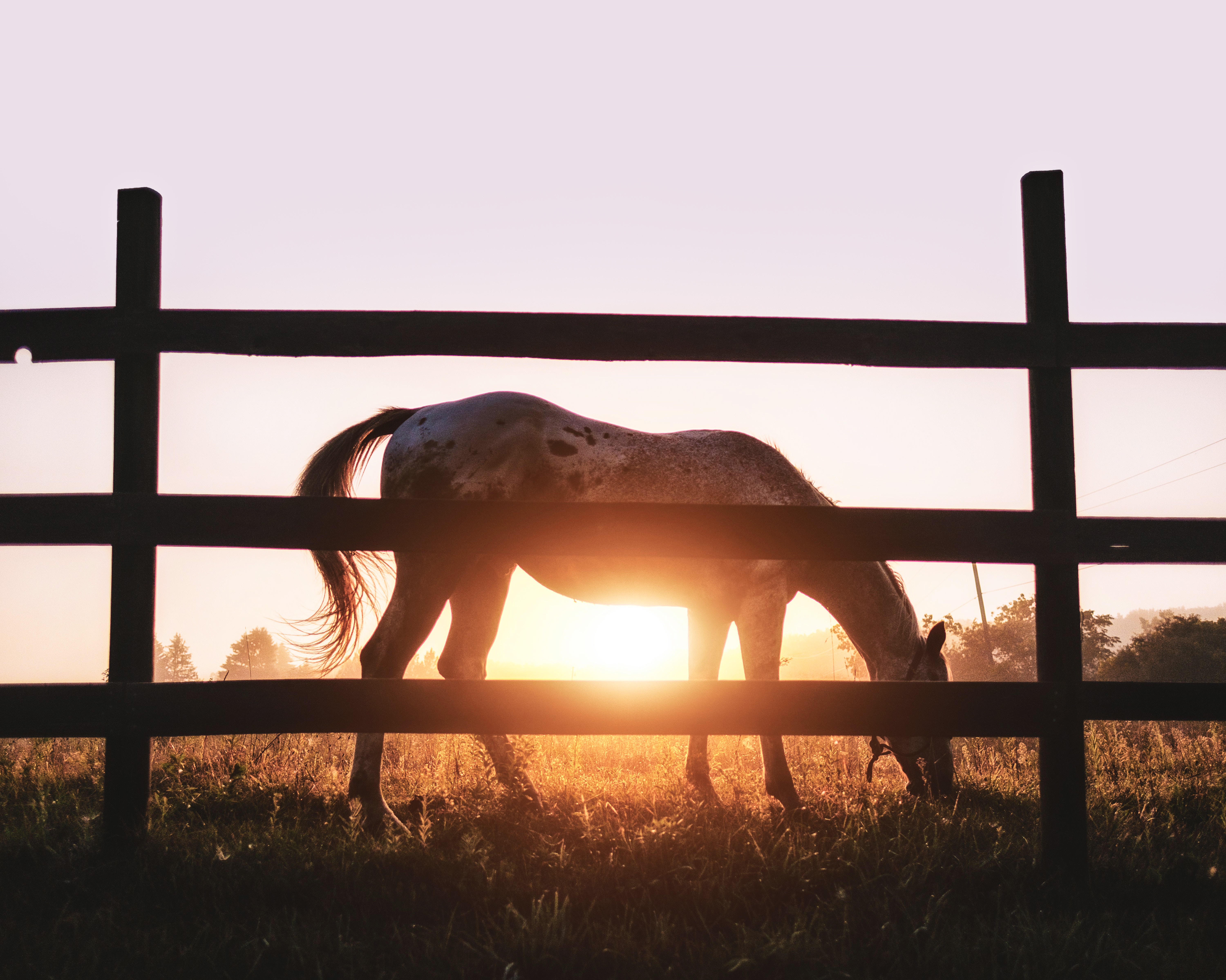 Horse grazing in a field at sunrise behind a fence HD Wallpaper