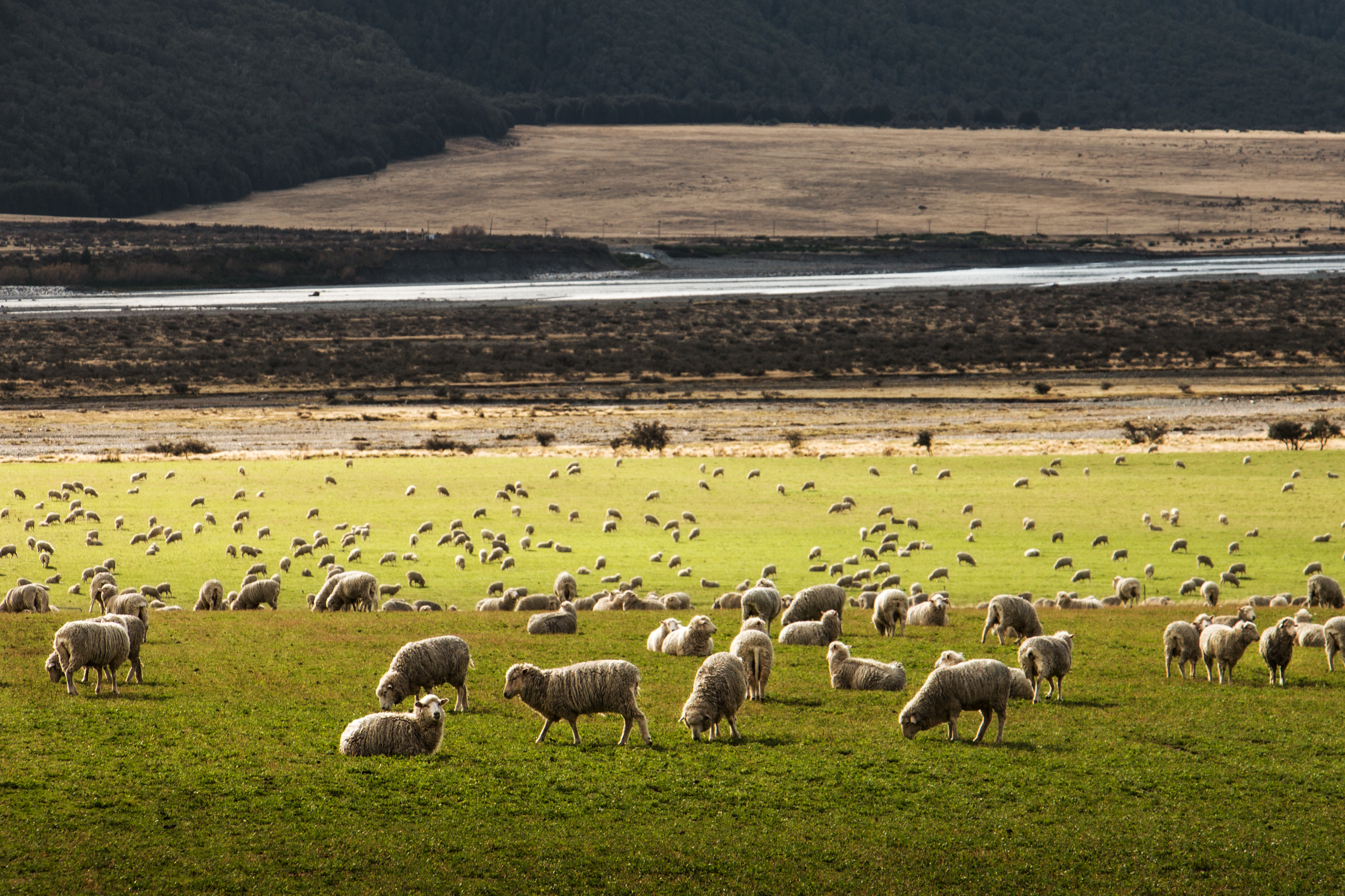 Flock of sheep grazing in a grassy valley HD Wallpaper