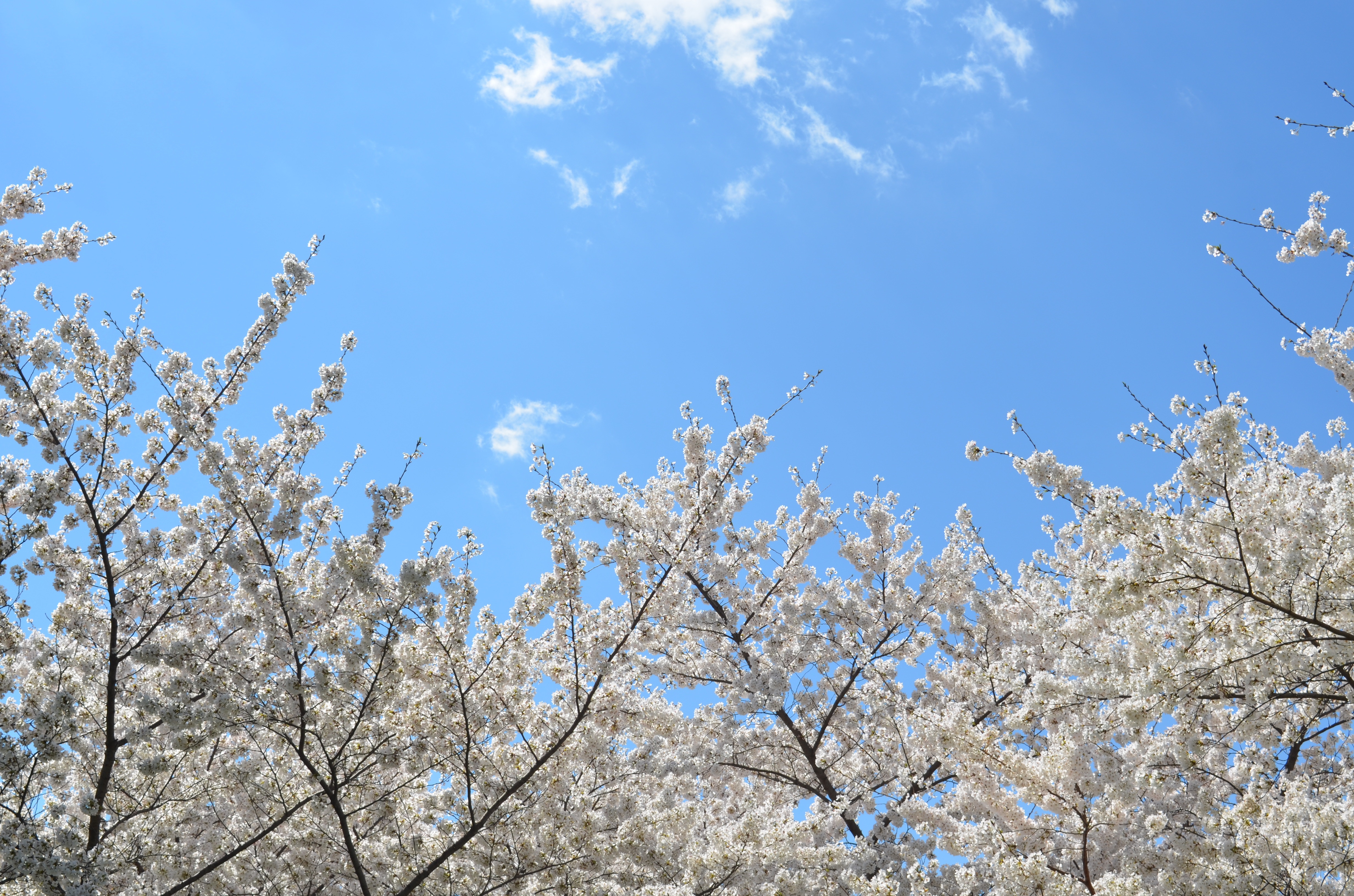 Cherry blossoms against a blue sky with clouds HD Wallpaper