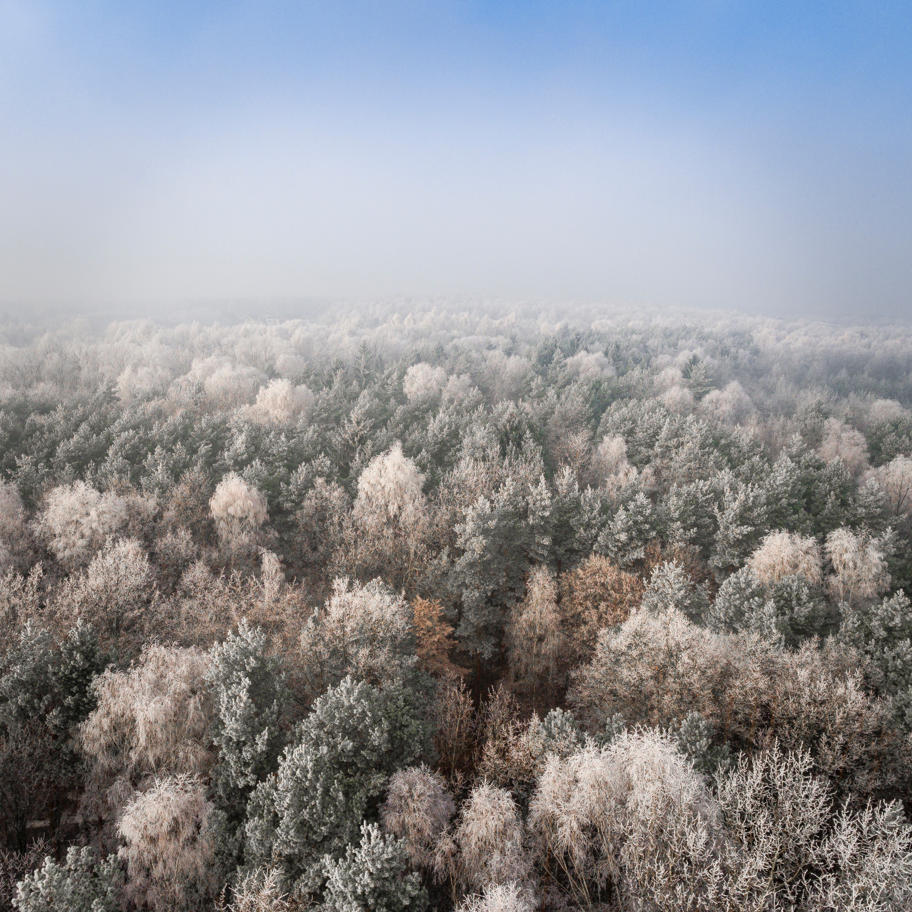 Aerial view of a frosty forest in Poland during winter HD Wallpaper