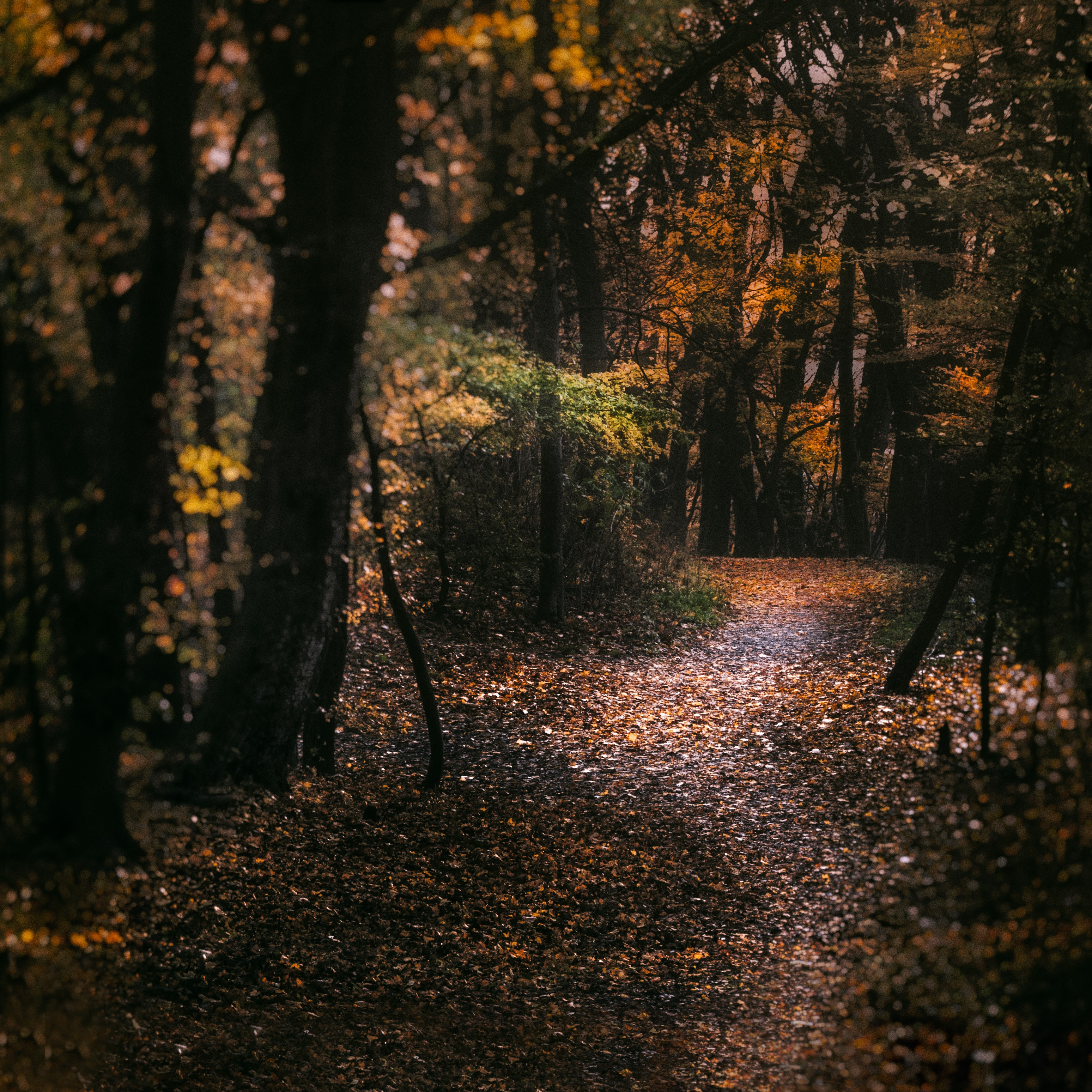 Autumn path through a dense forest in Vienna HD Wallpaper