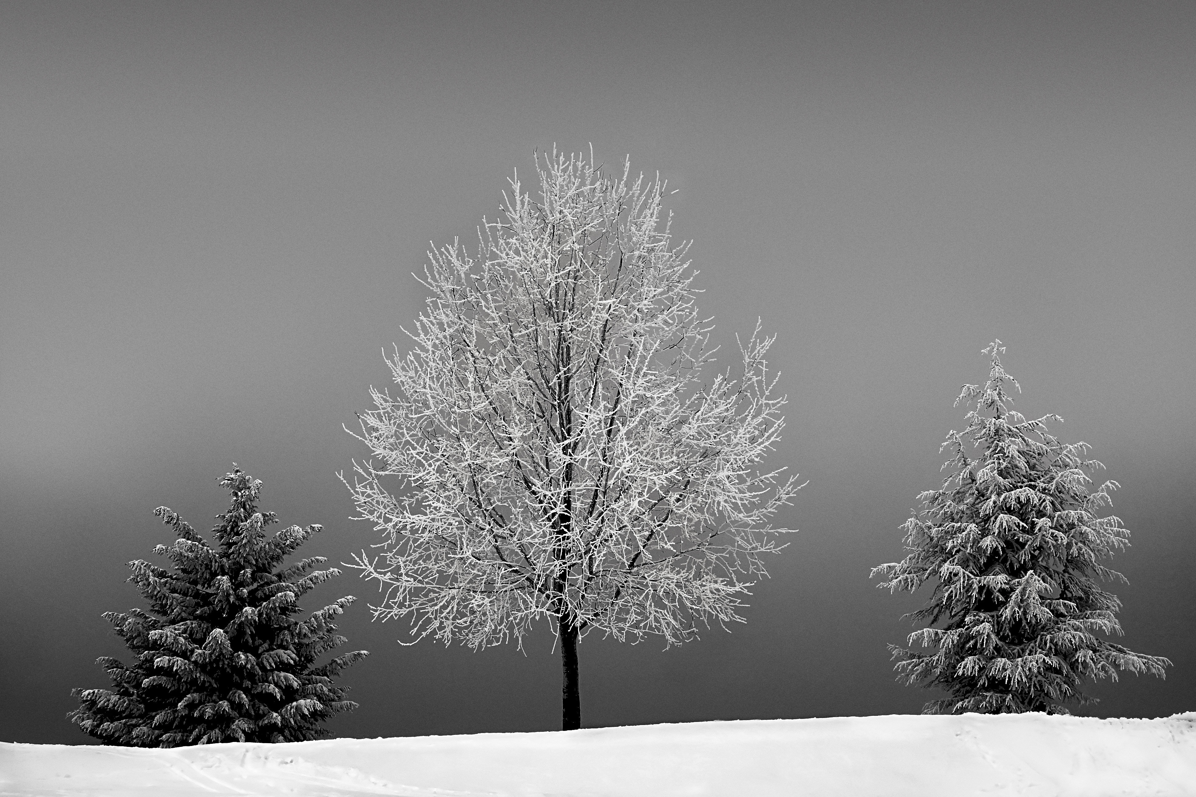 Black and white winter landscape with frosted trees HD Wallpaper