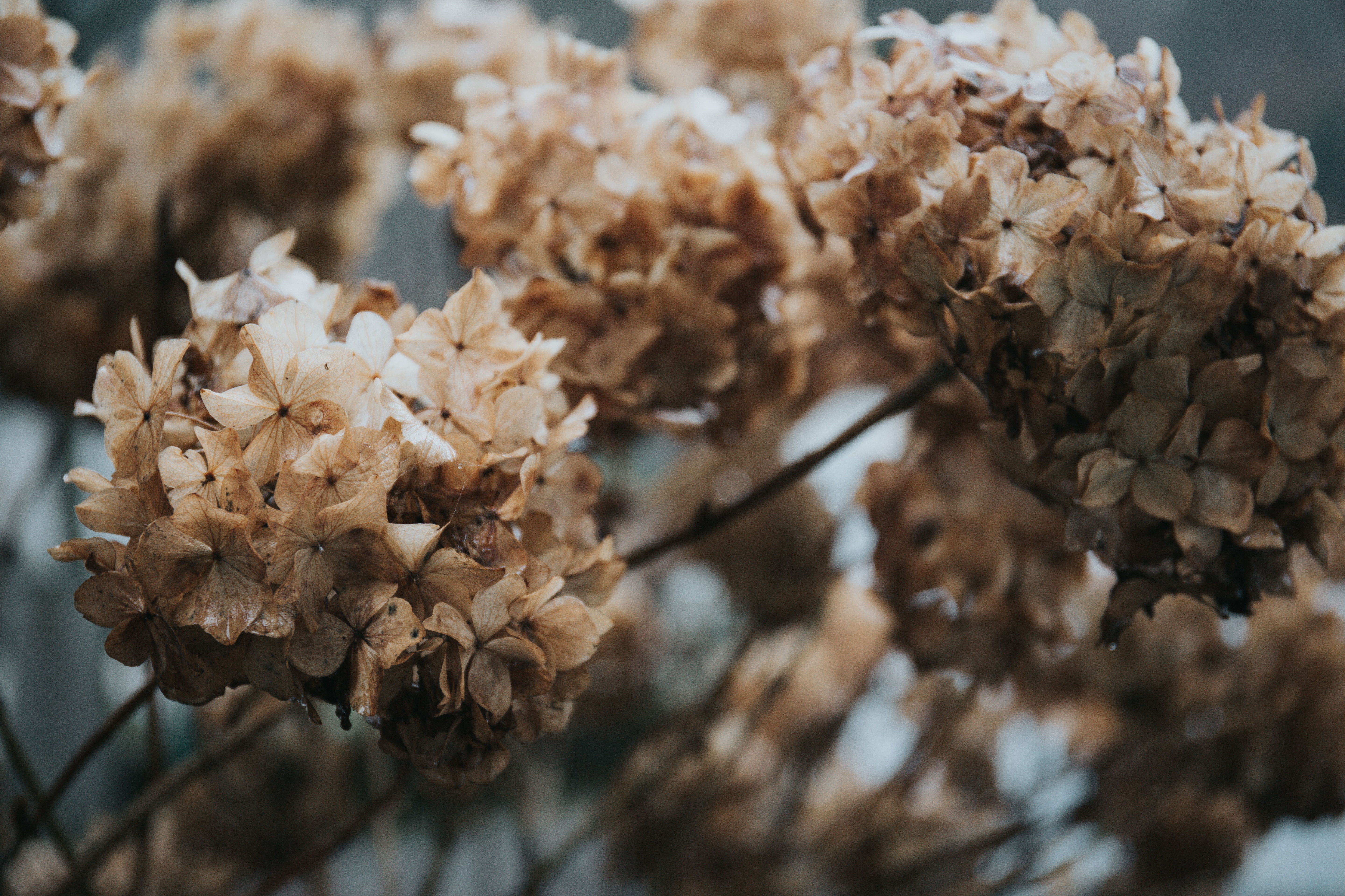 Dried Hydrangea Flowers in Close-up HD Wallpaper