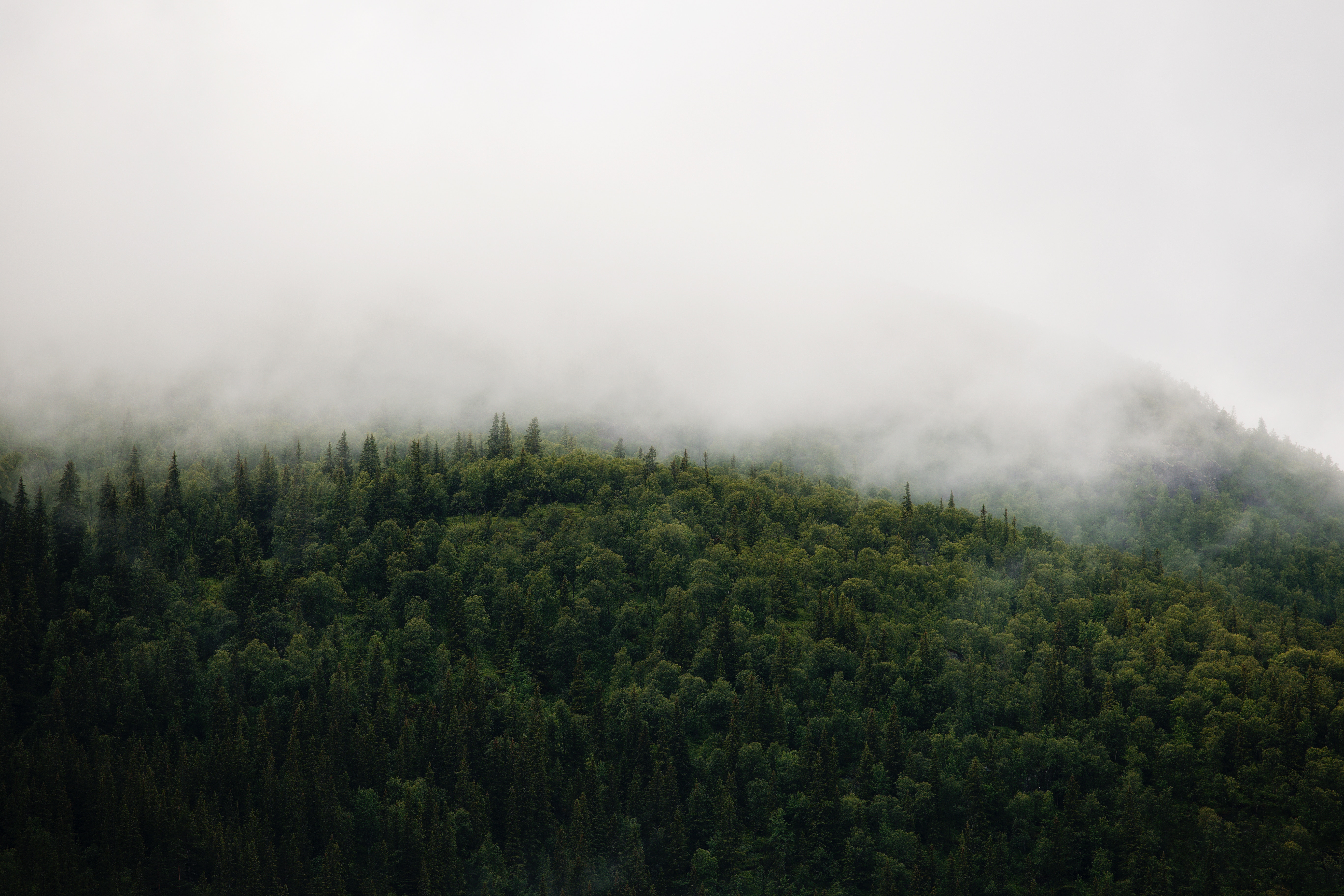 Misty forest on a mountain in Norway HD Wallpaper