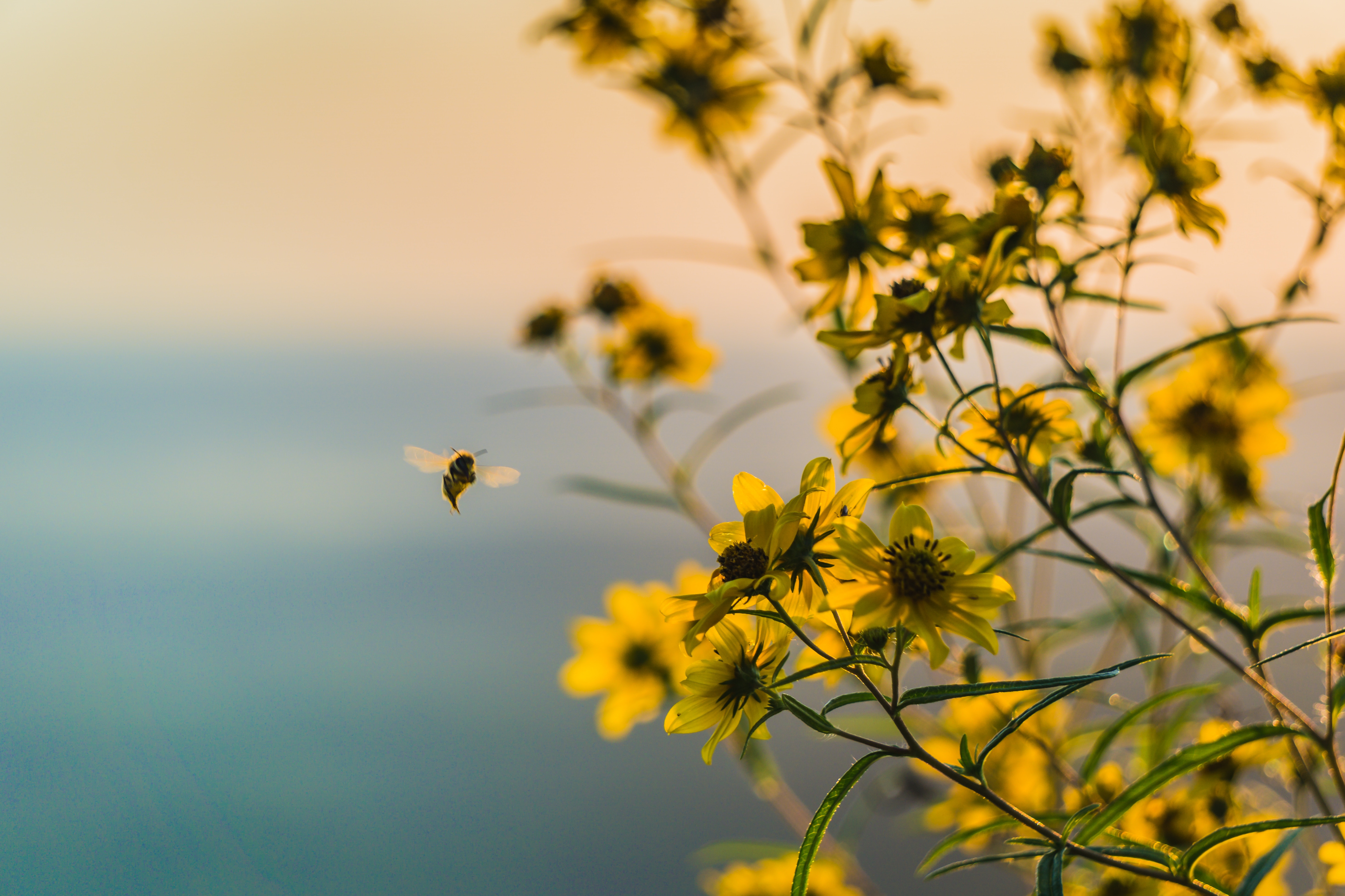 Bee hovering near yellow flowers at dawn HD Wallpaper