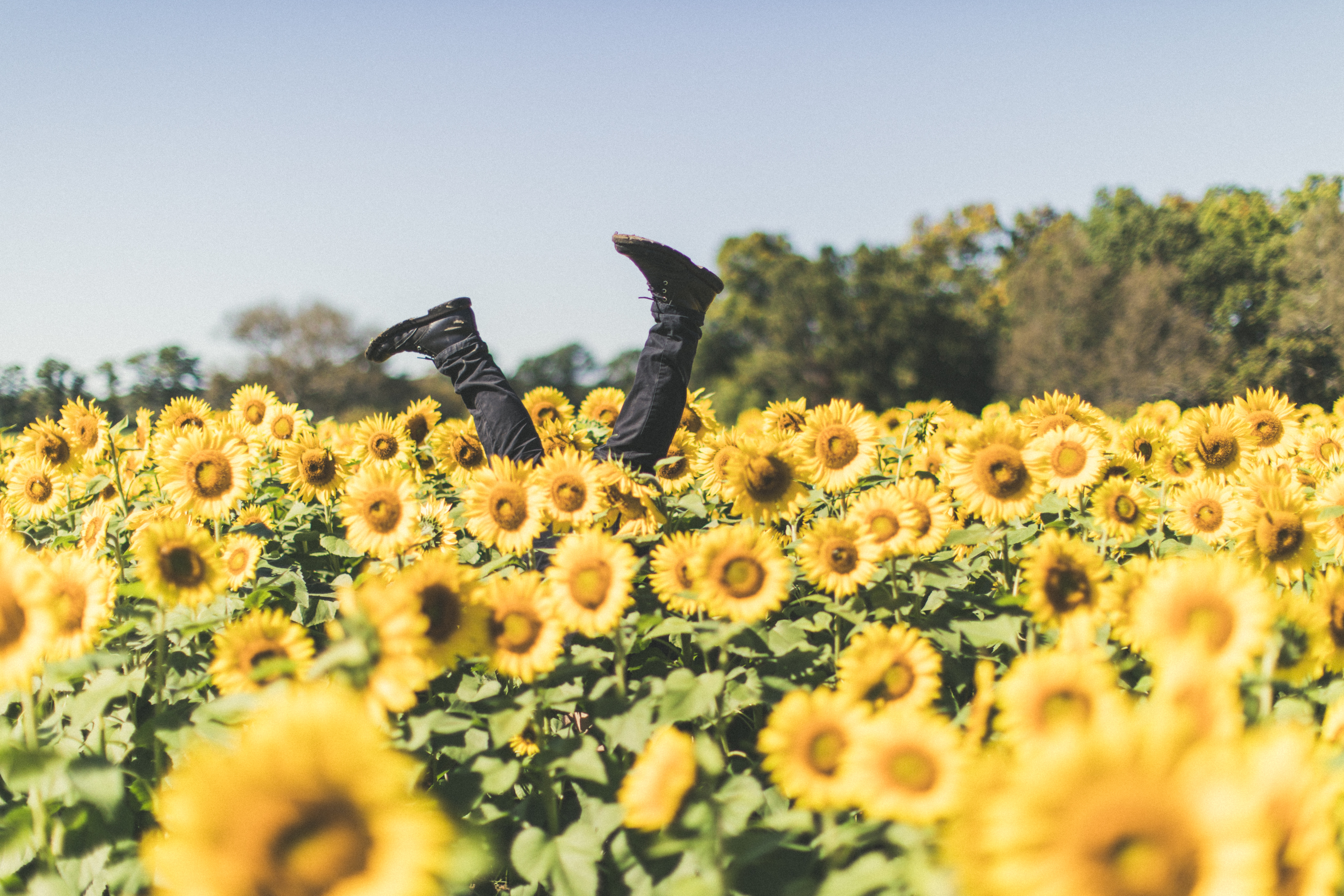 Person doing a handstand in a sunflower field HD Wallpaper