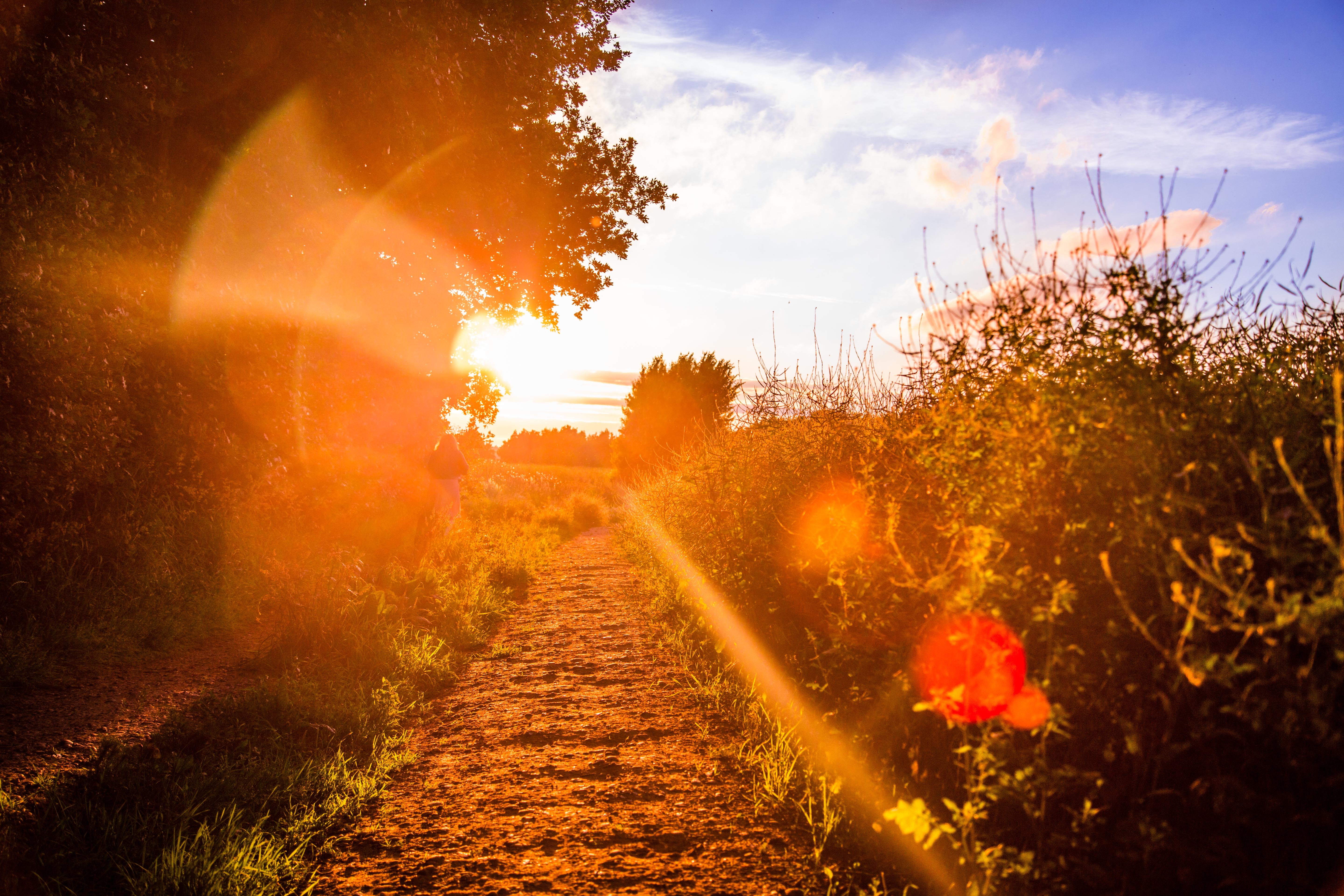 Path through a field at sunset with lens flare HD Wallpaper