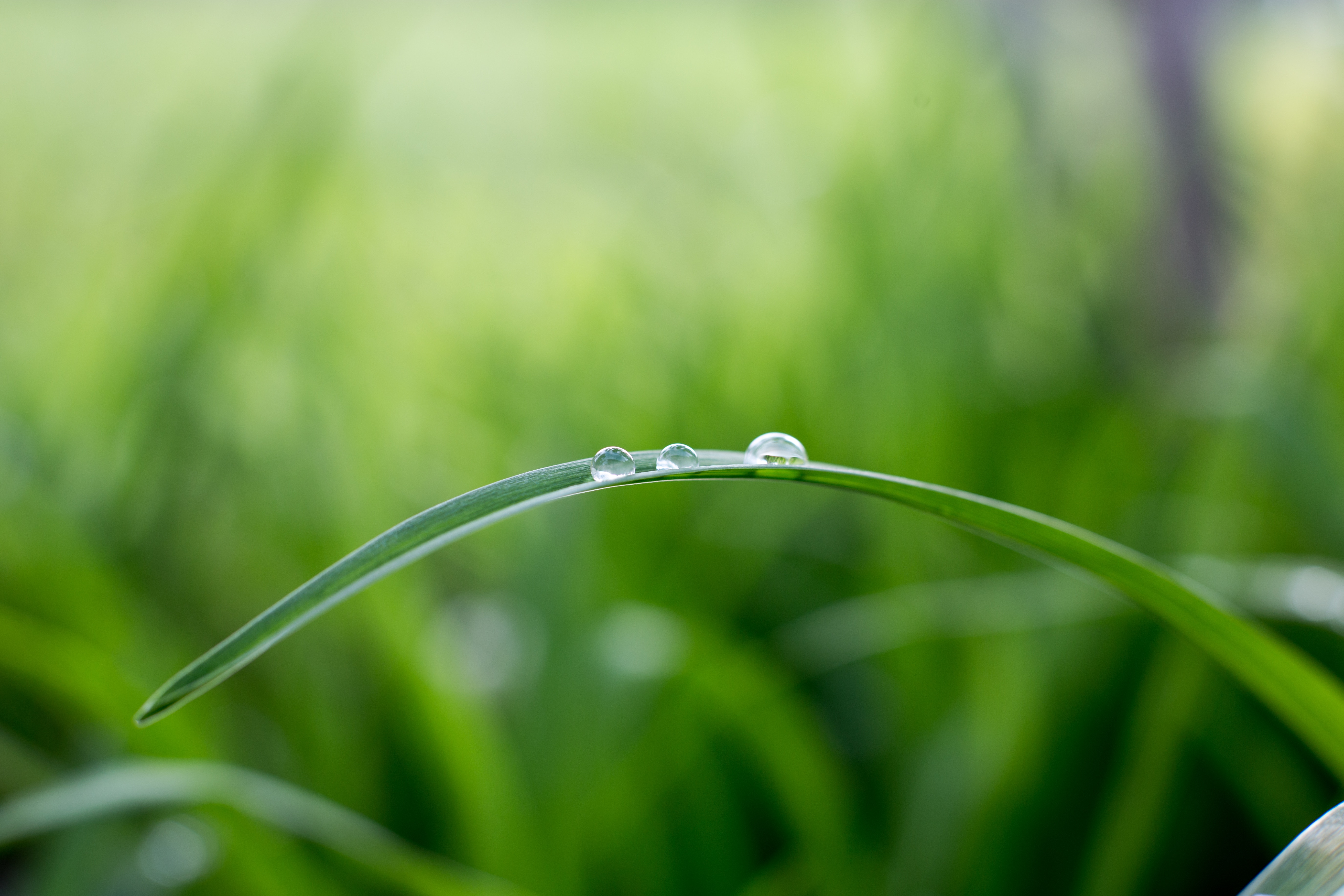 Close-up of water droplets on a blade of grass HD Wallpaper