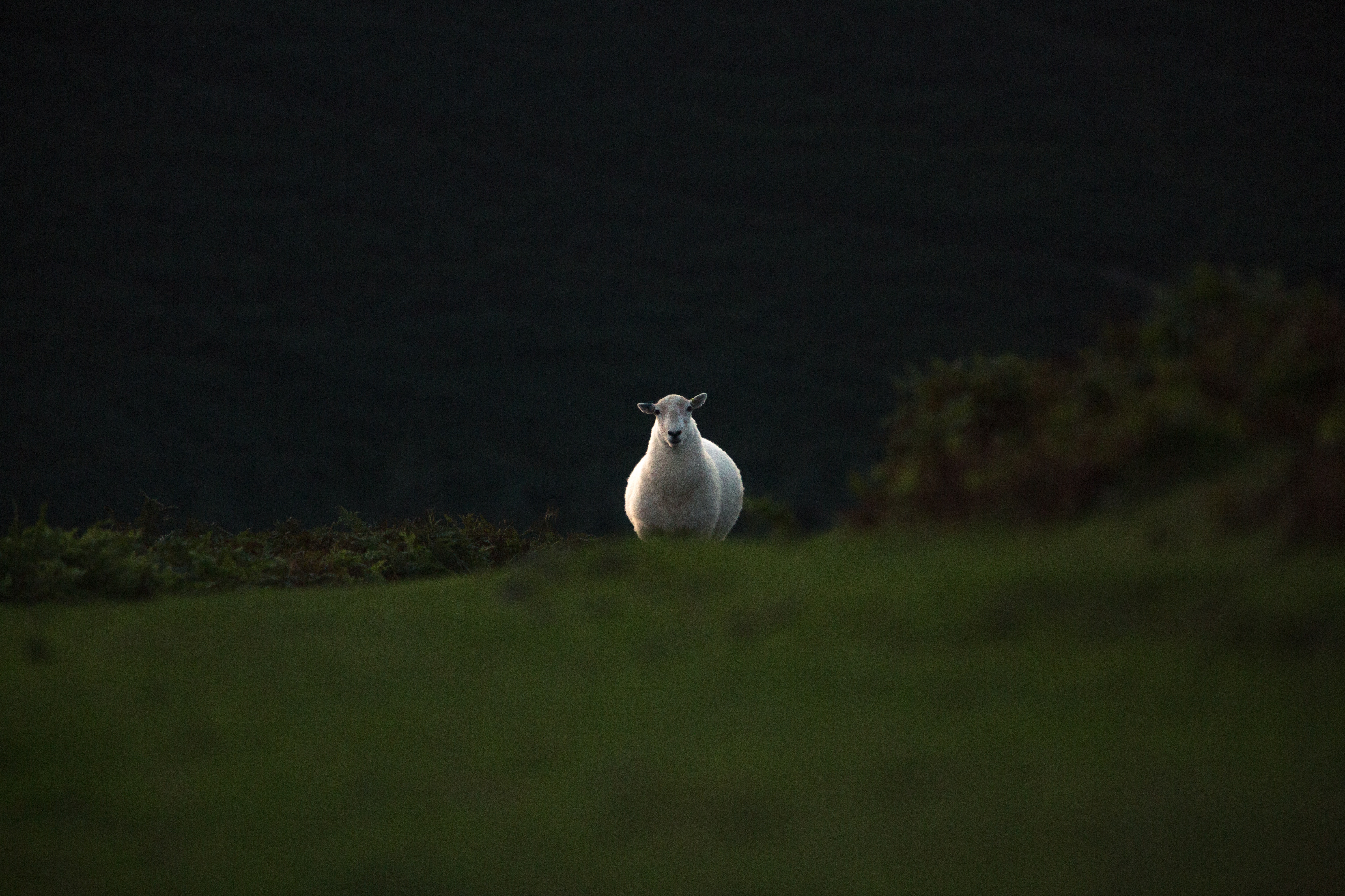 A lone sheep stands on a grassy hill at dusk HD Wallpaper