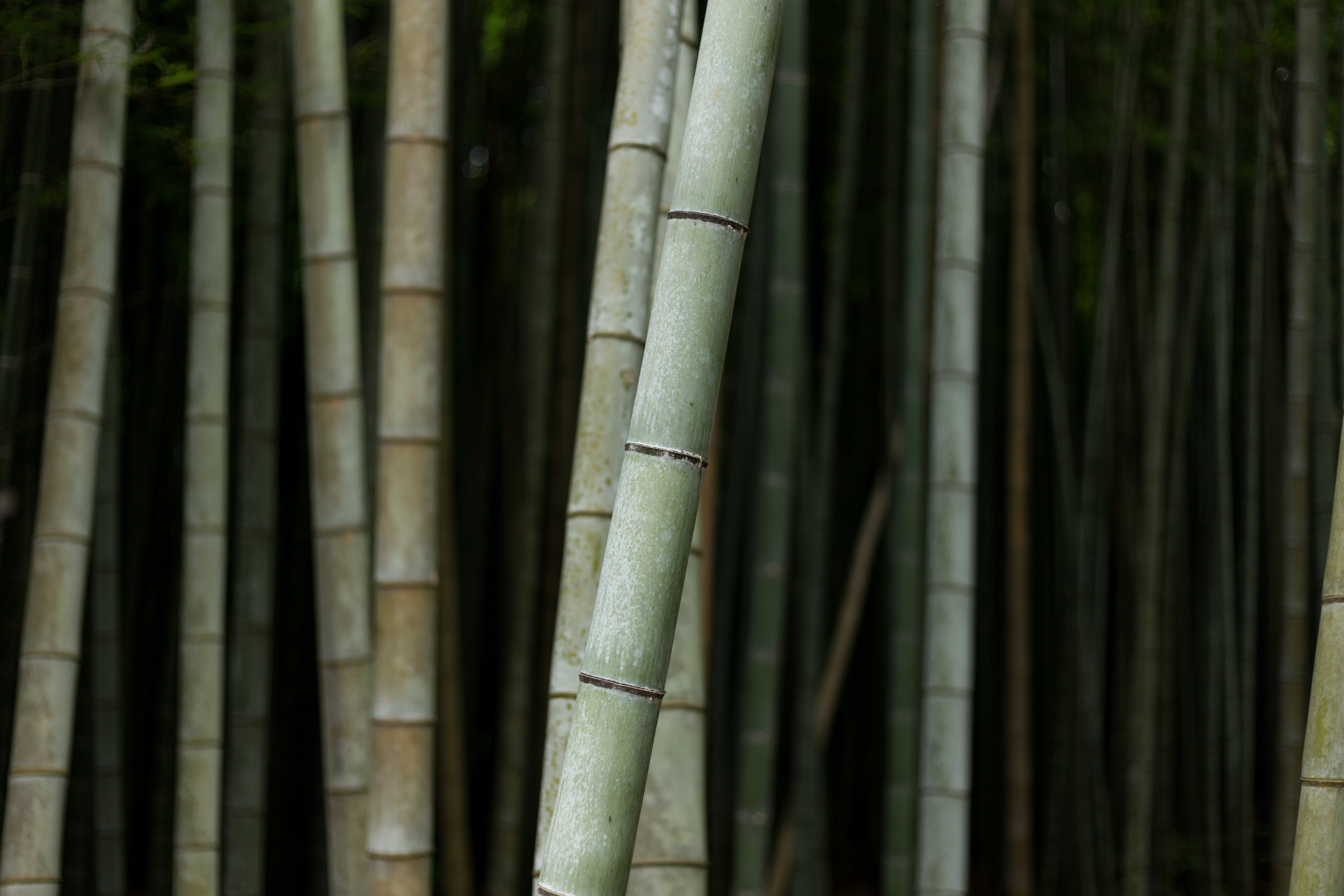 Bamboo forest with tall stalks HD Wallpaper