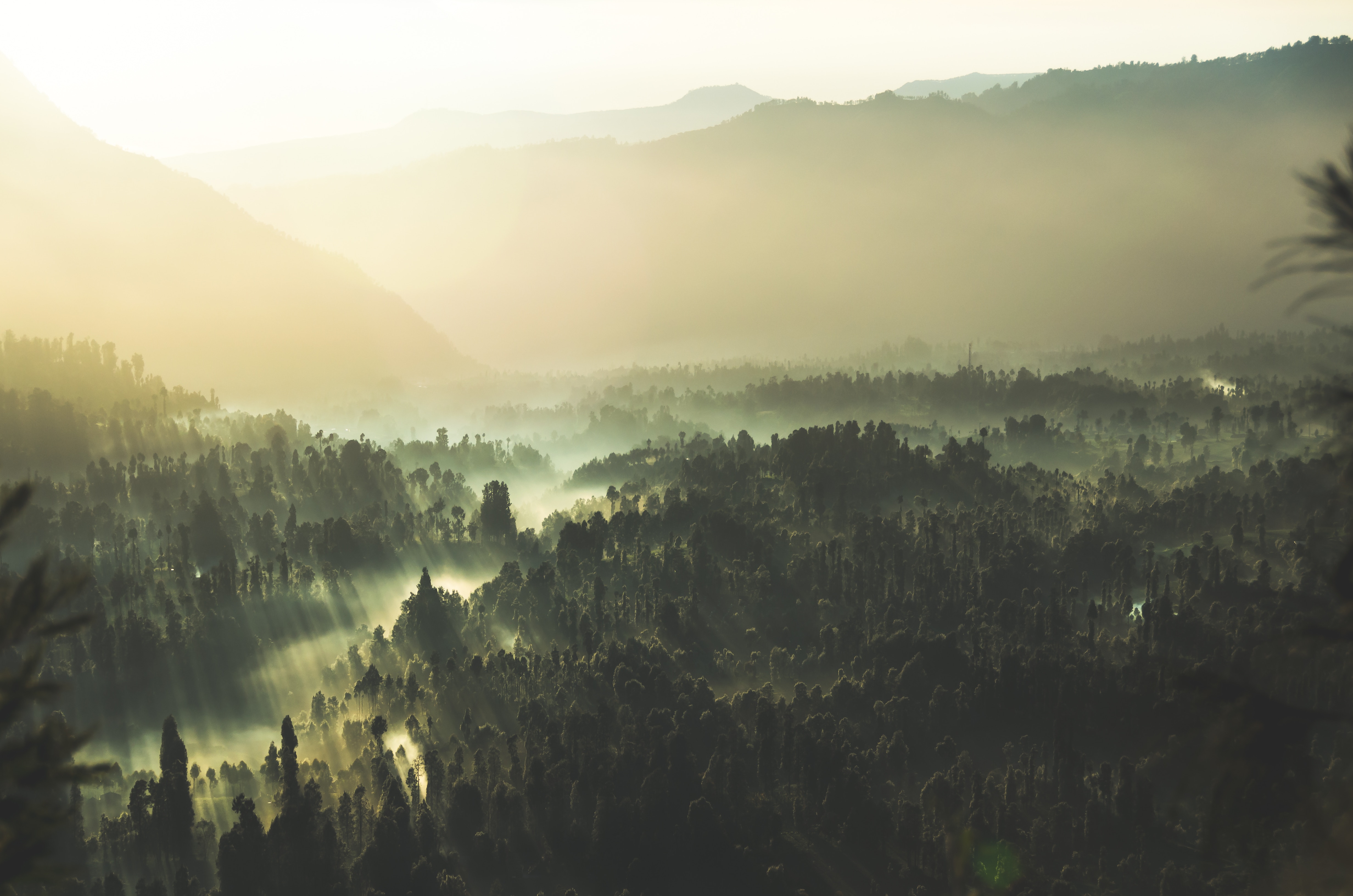 Misty forest valley at sunrise with sunbeams HD Wallpaper