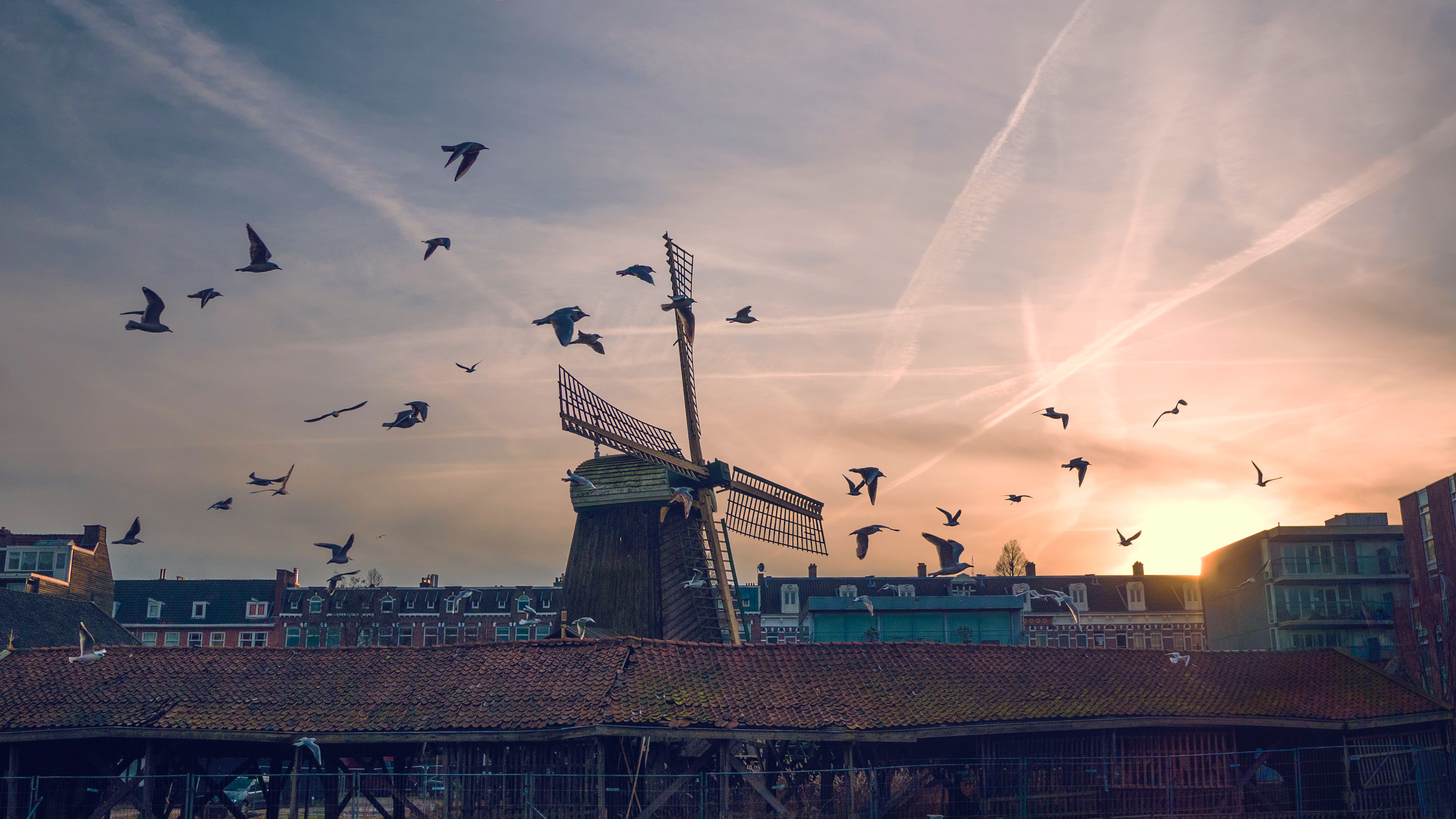 Birds flying near a windmill at sunrise in the Netherlands HD Wallpaper
