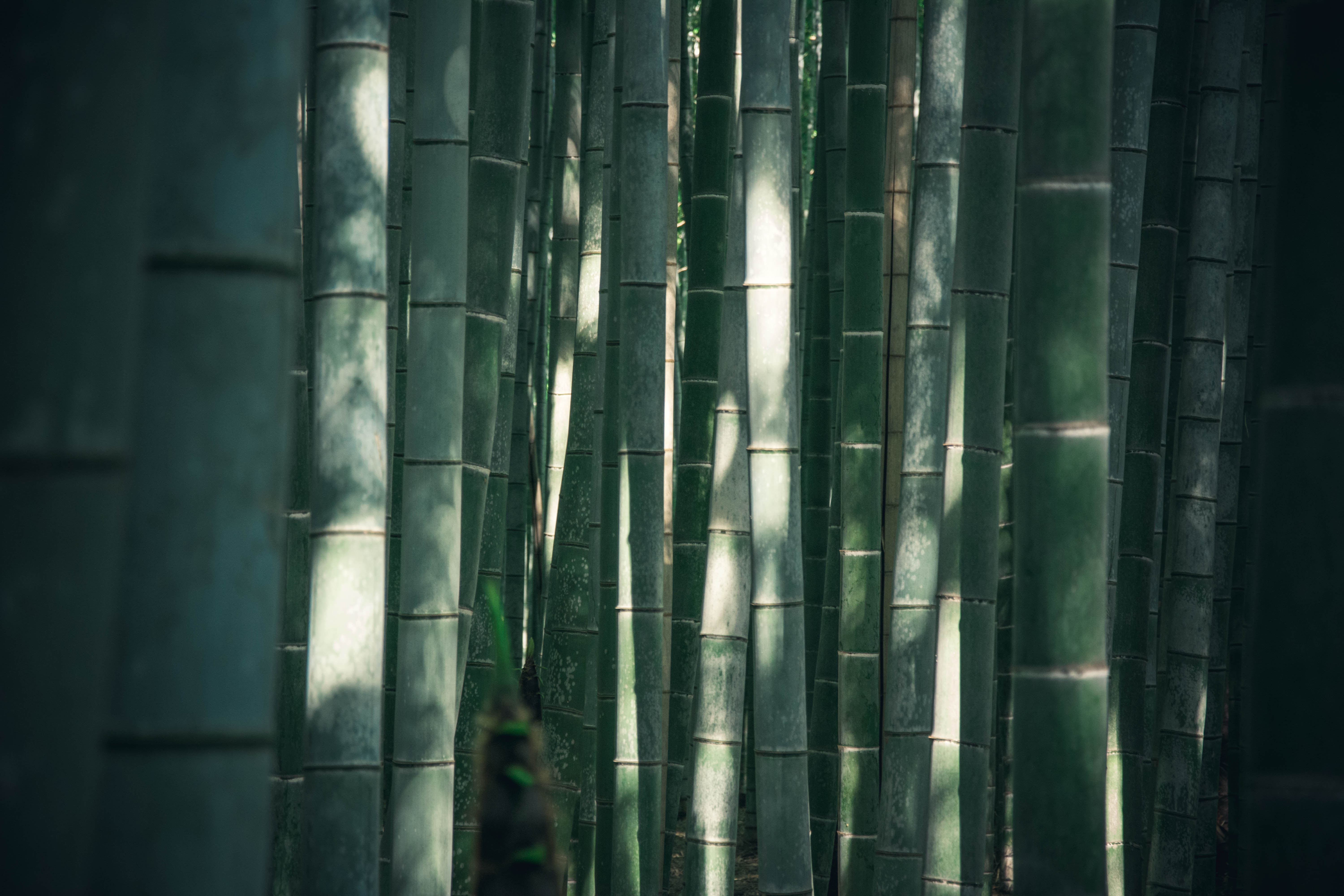 Green bamboo stalks with dappled sunlight and shadows HD Wallpaper