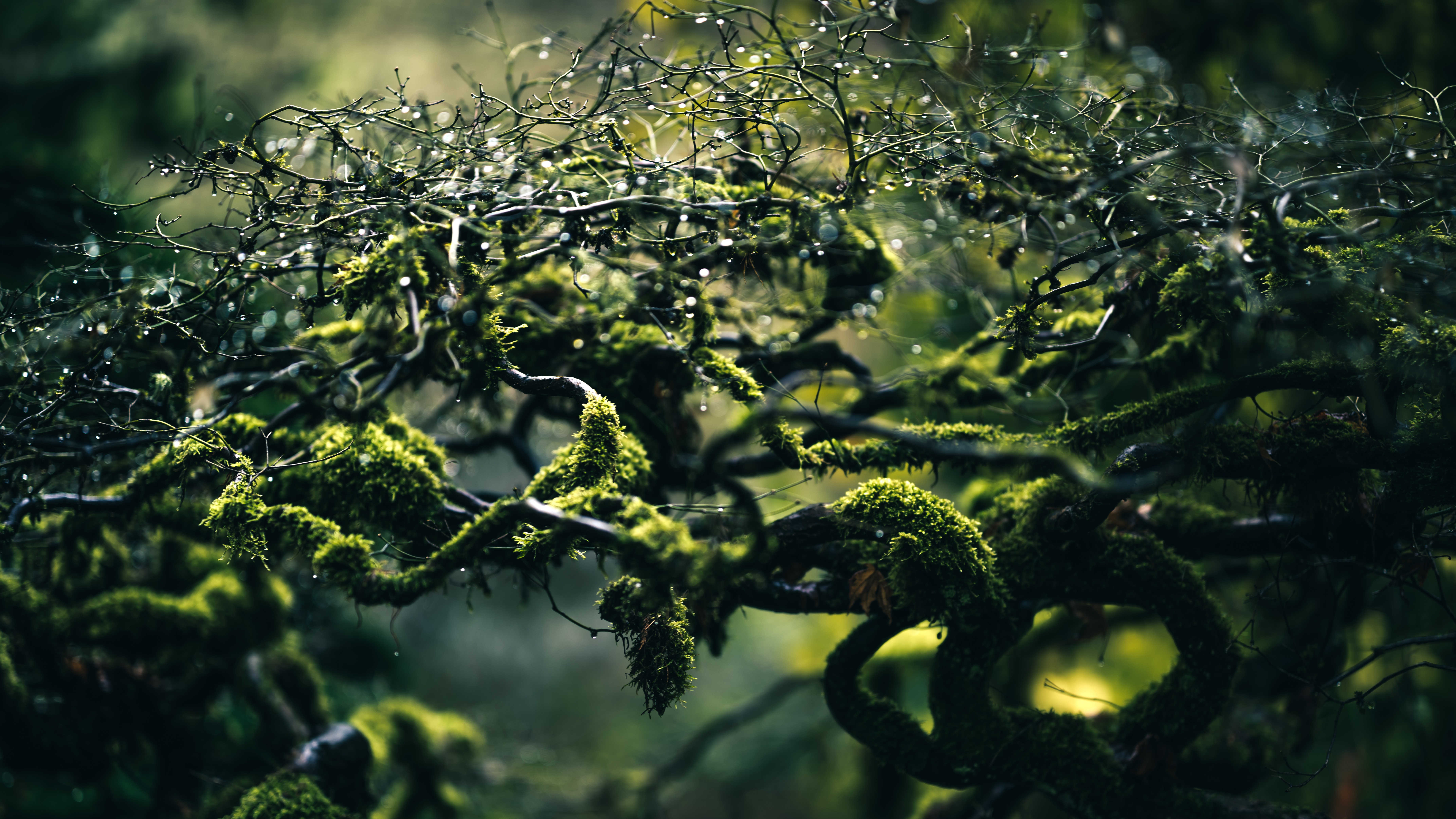 Mossy branches with water drops in a forest HD Wallpaper