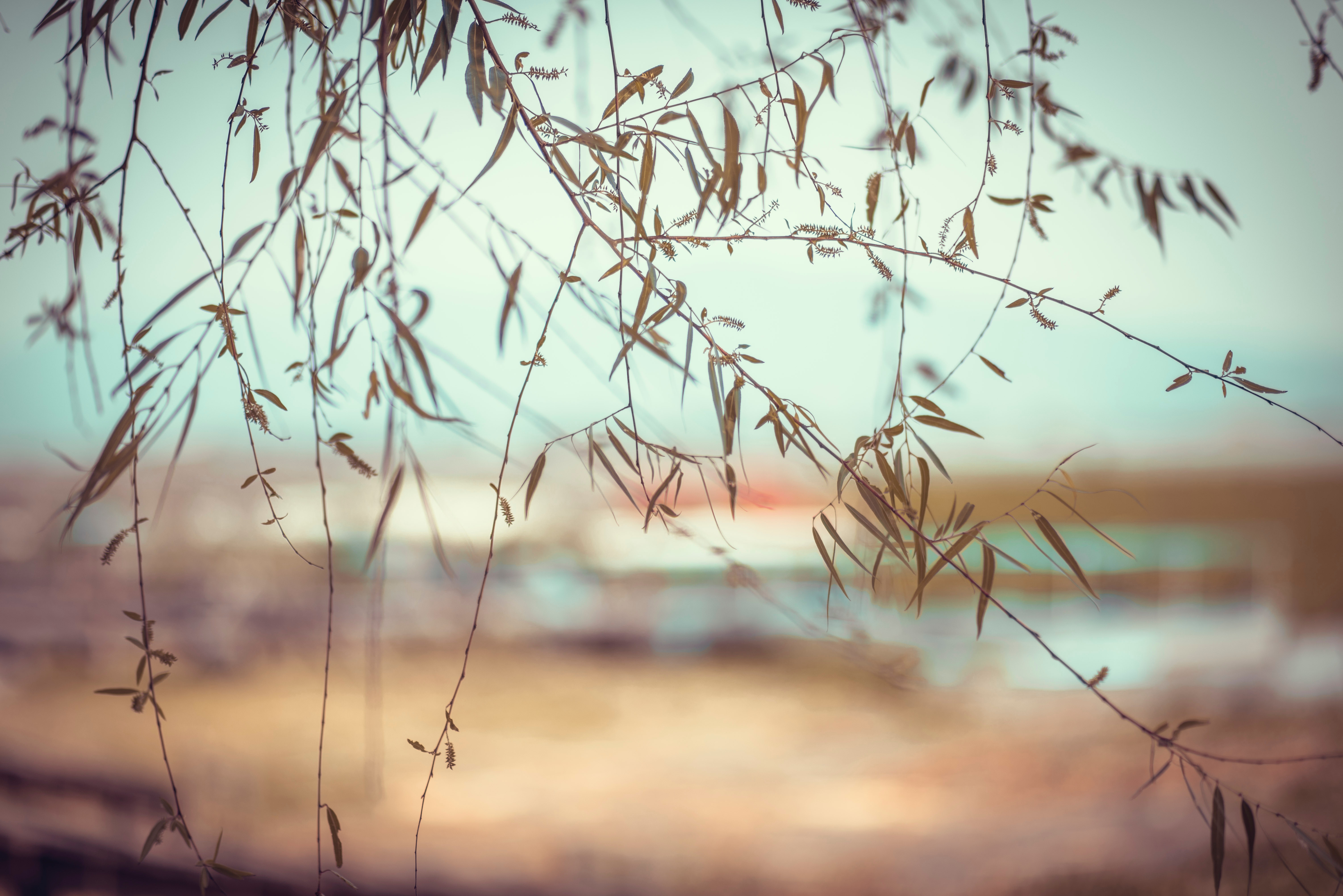 Willow branches with leaves against a blurred background HD Wallpaper