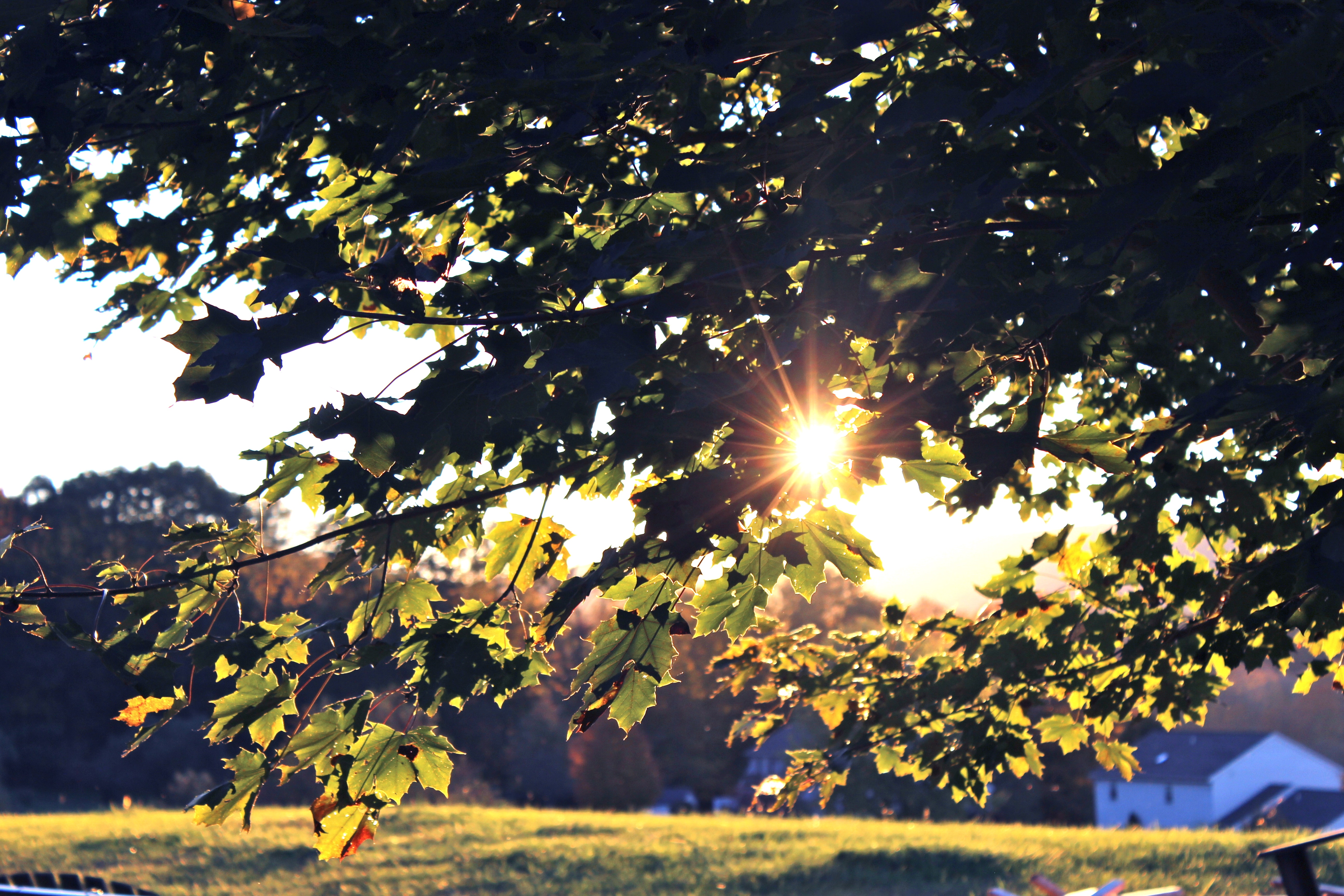 Sunlight through leaves with houses in the background HD Wallpaper