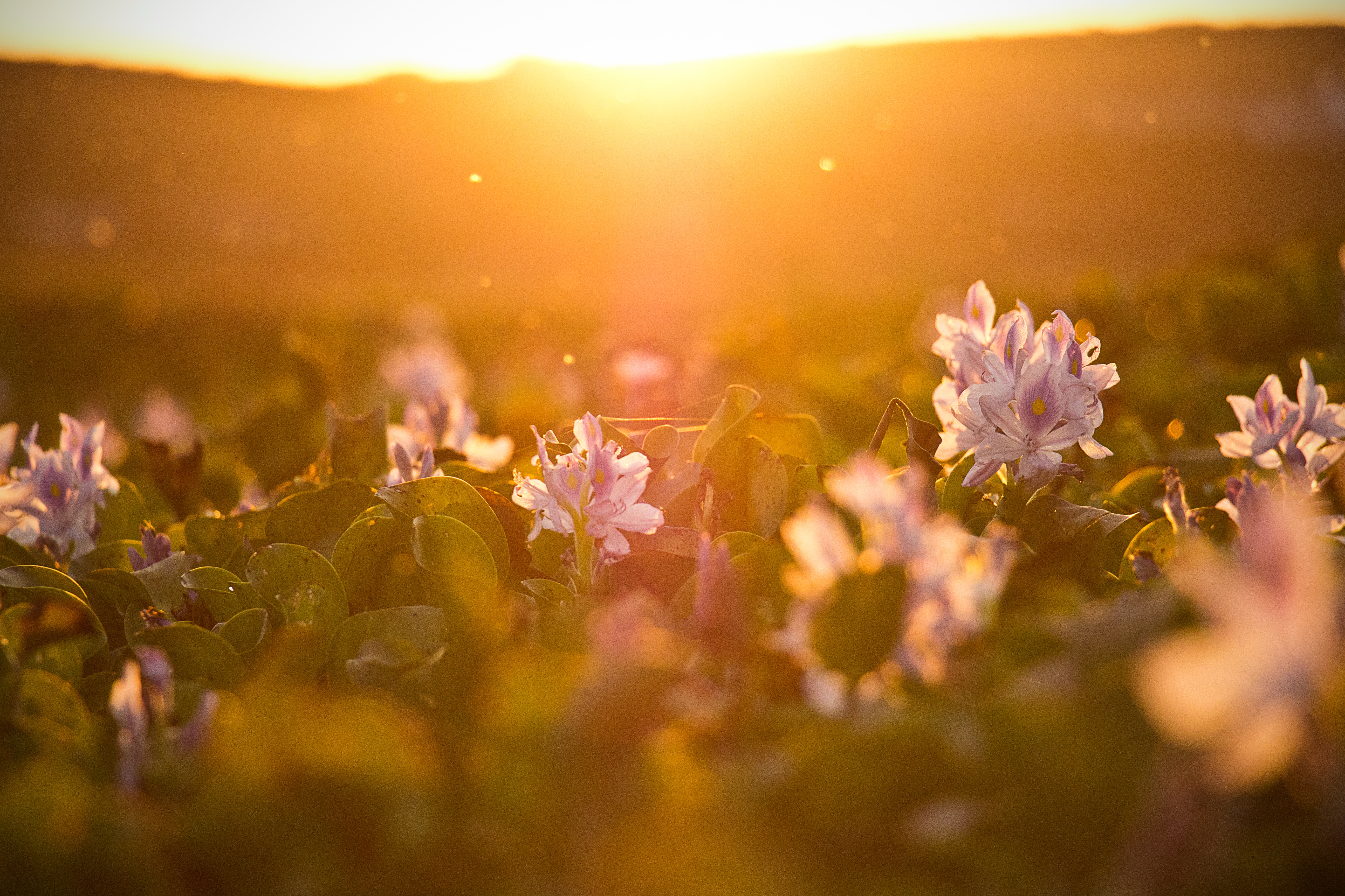 Purple flowers in golden sunlight HD Wallpaper