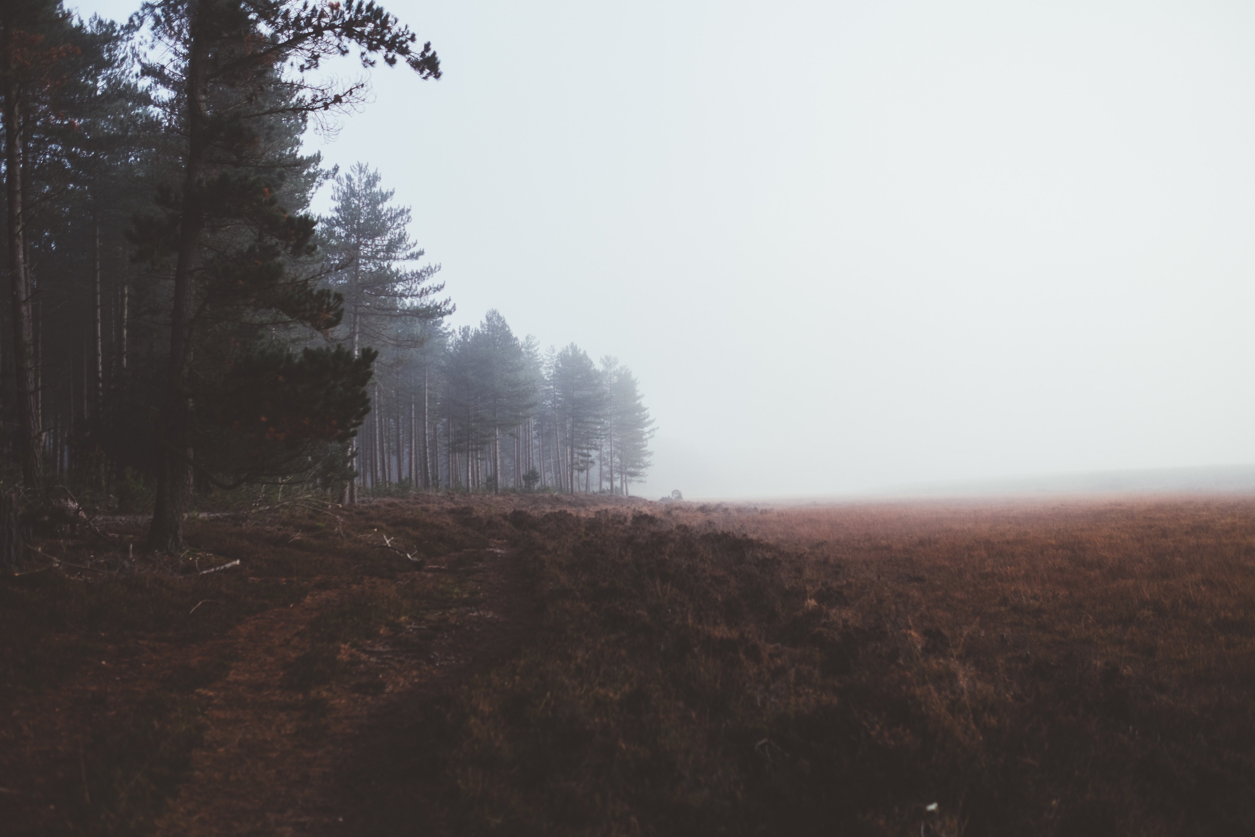 Misty forest landscape with brown field HD Wallpaper