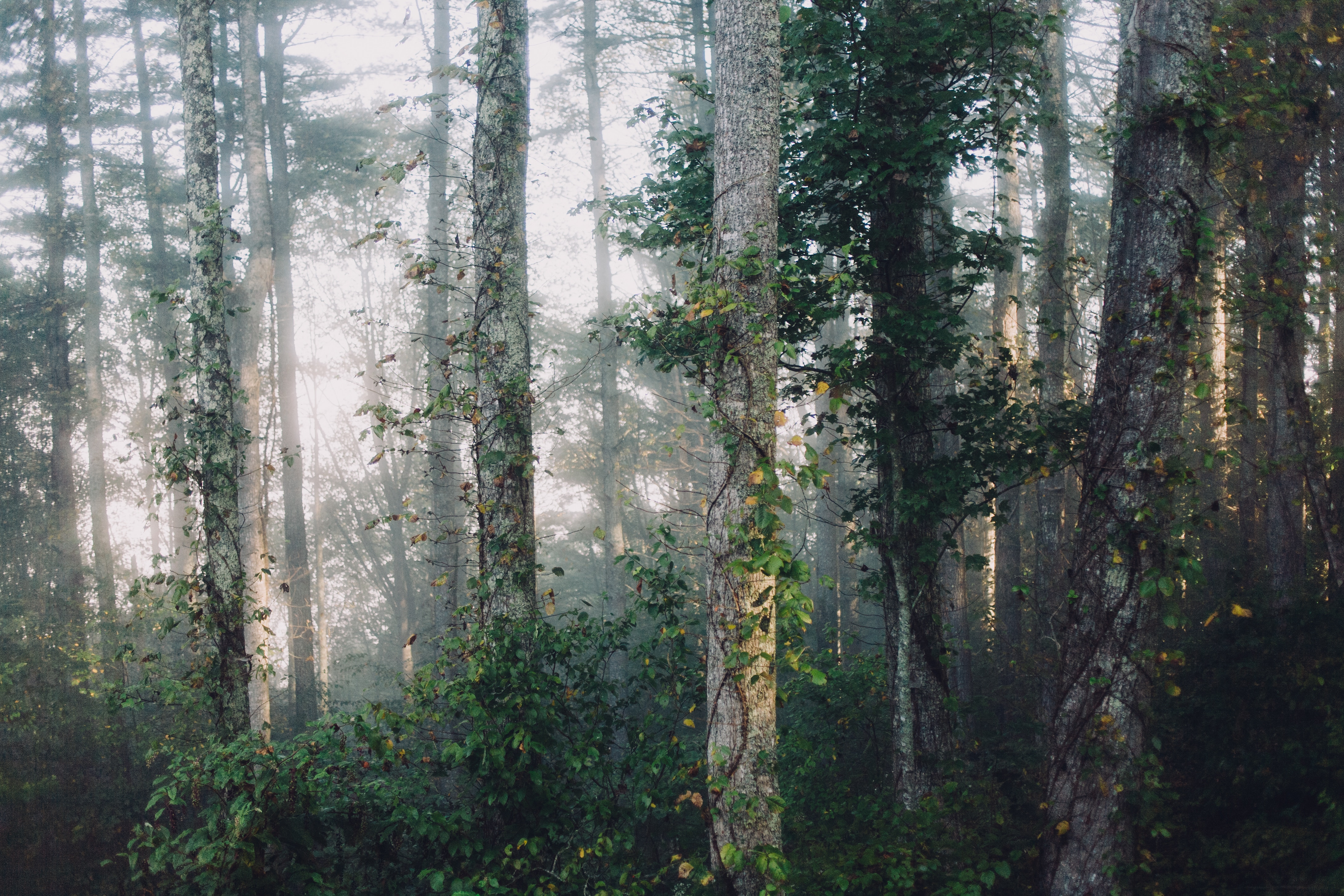 Woodland forest with trees and fog HD Wallpaper