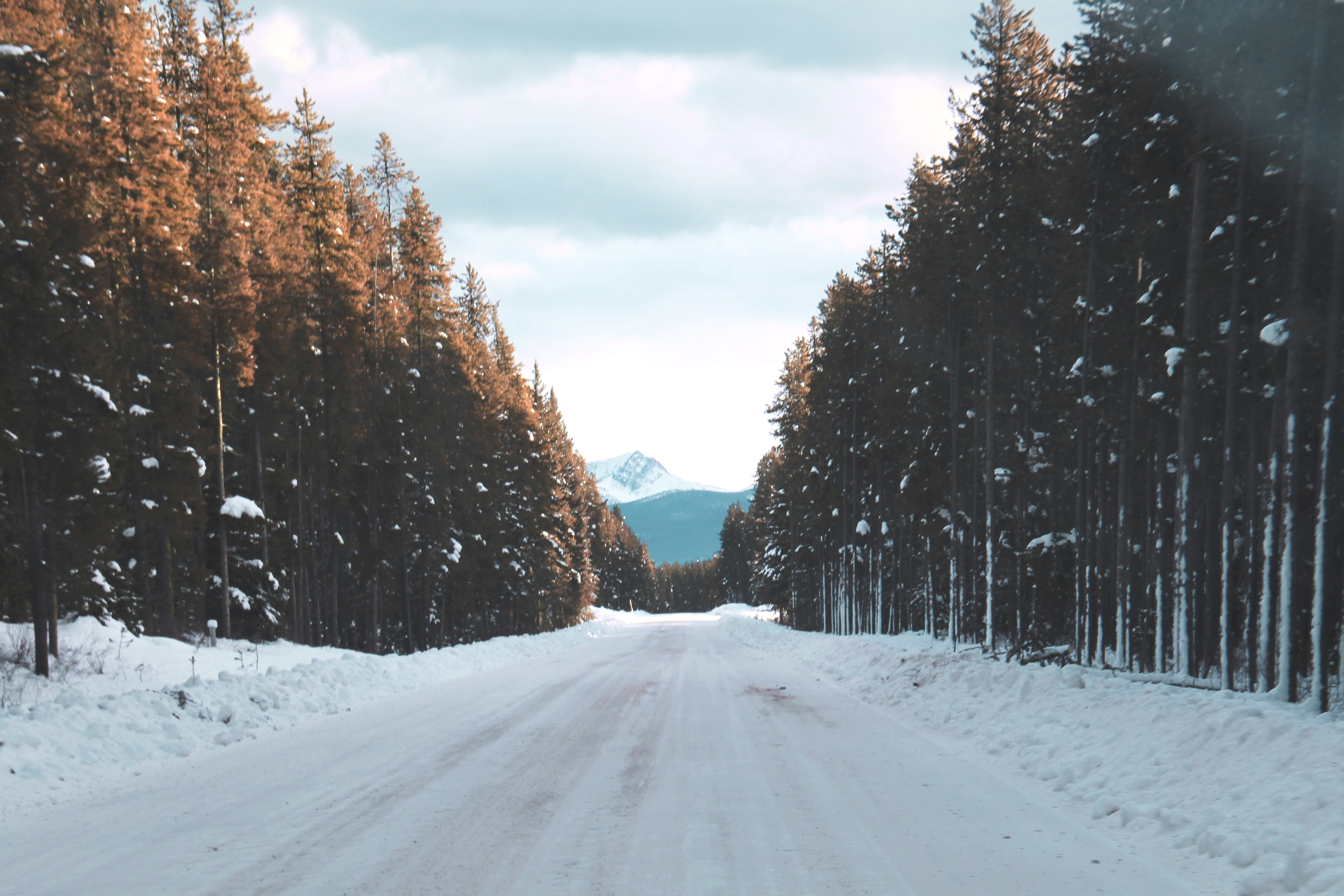 Snowy road through a pine forest towards a mountain in Banff HD Wallpaper