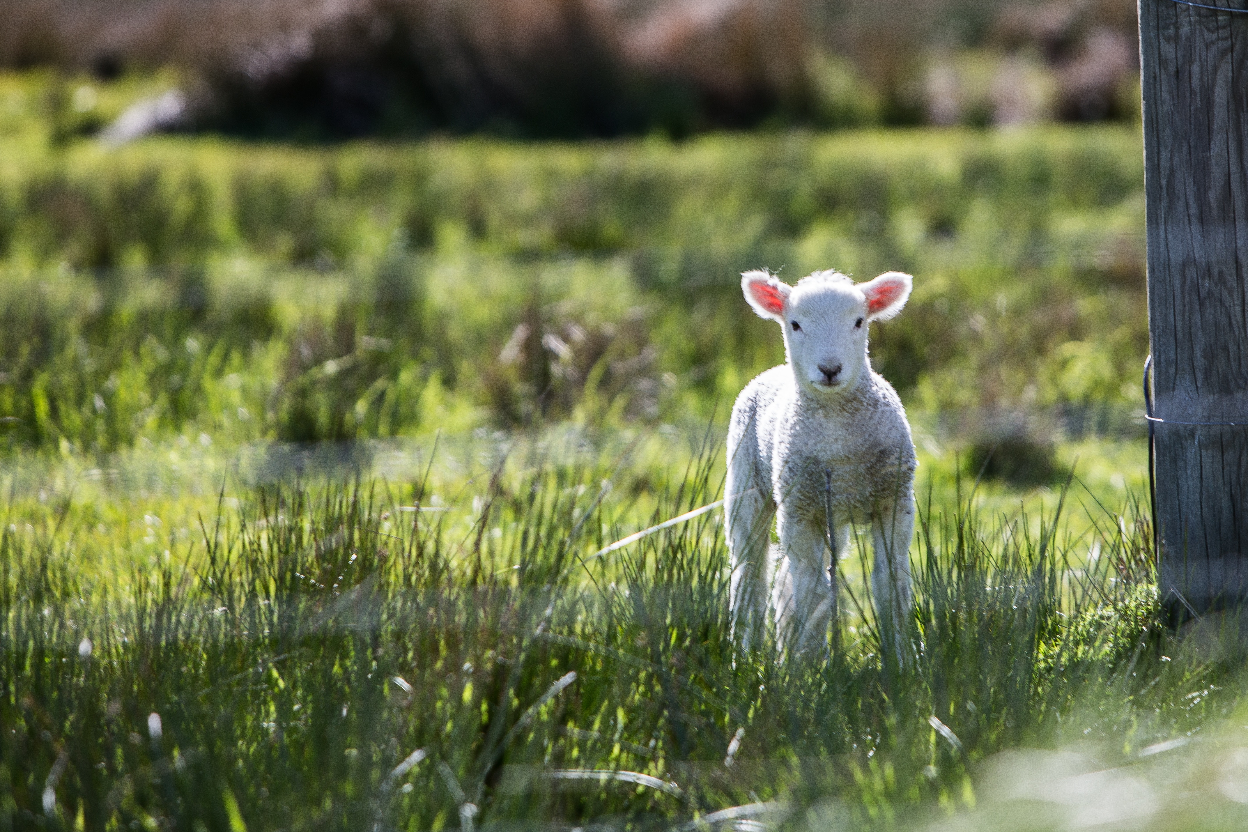A young lamb stands in a grassy field near a wooden fence. HD Wallpaper