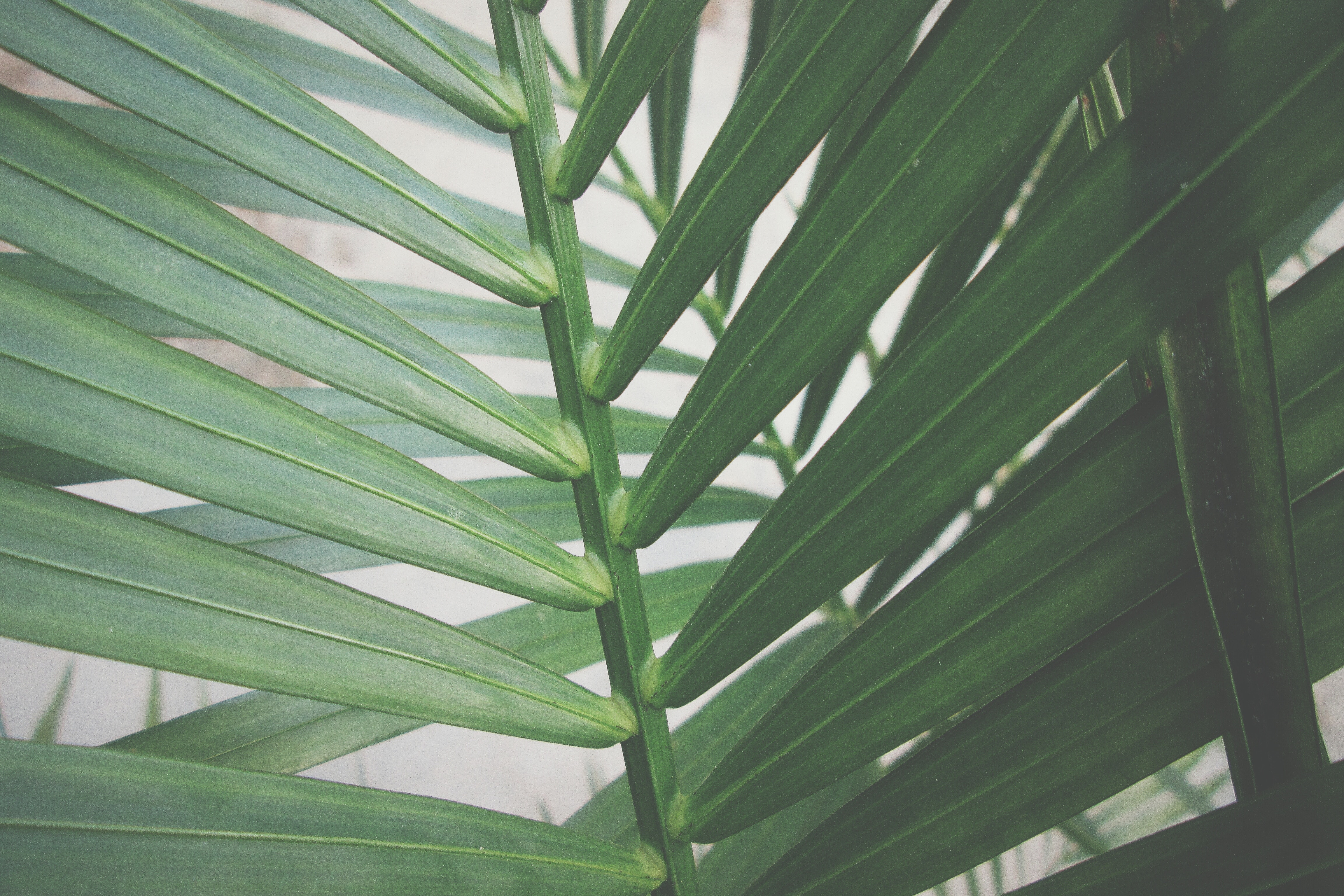 Close-up of green palm fronds HD Wallpaper