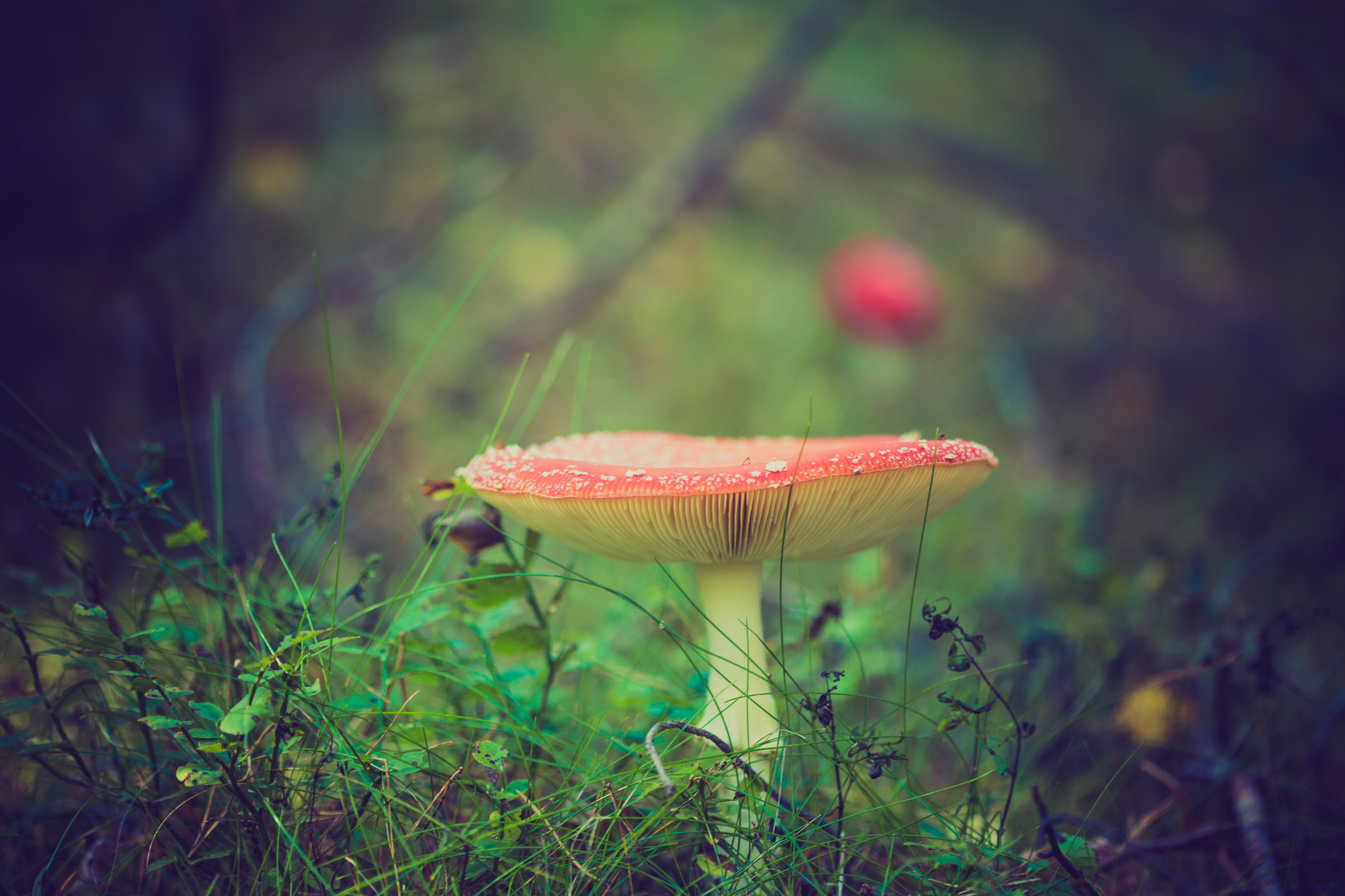 Fly agaric mushroom in a forest with grass HD Wallpaper