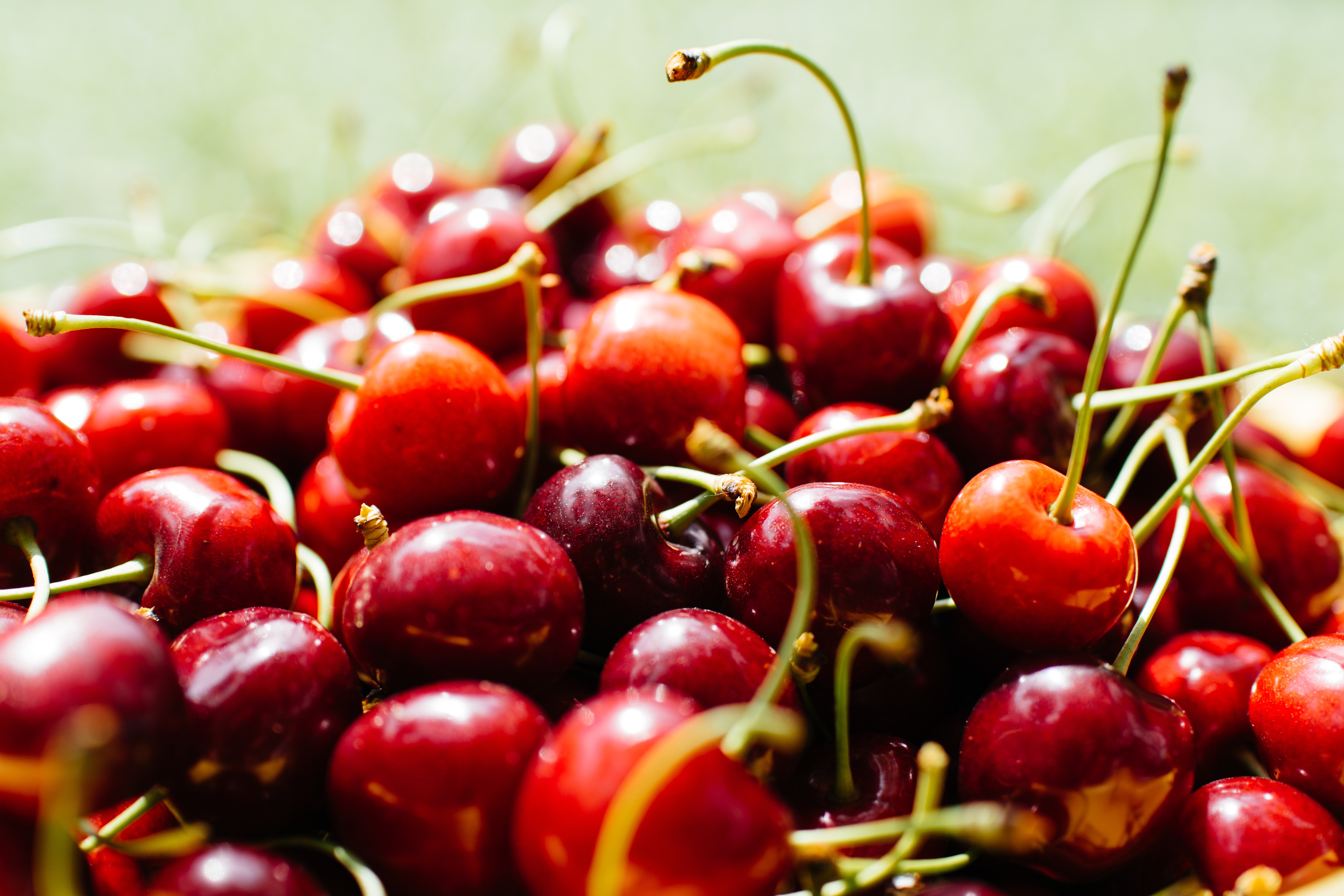 Close-up of fresh red cherries with stems HD Wallpaper