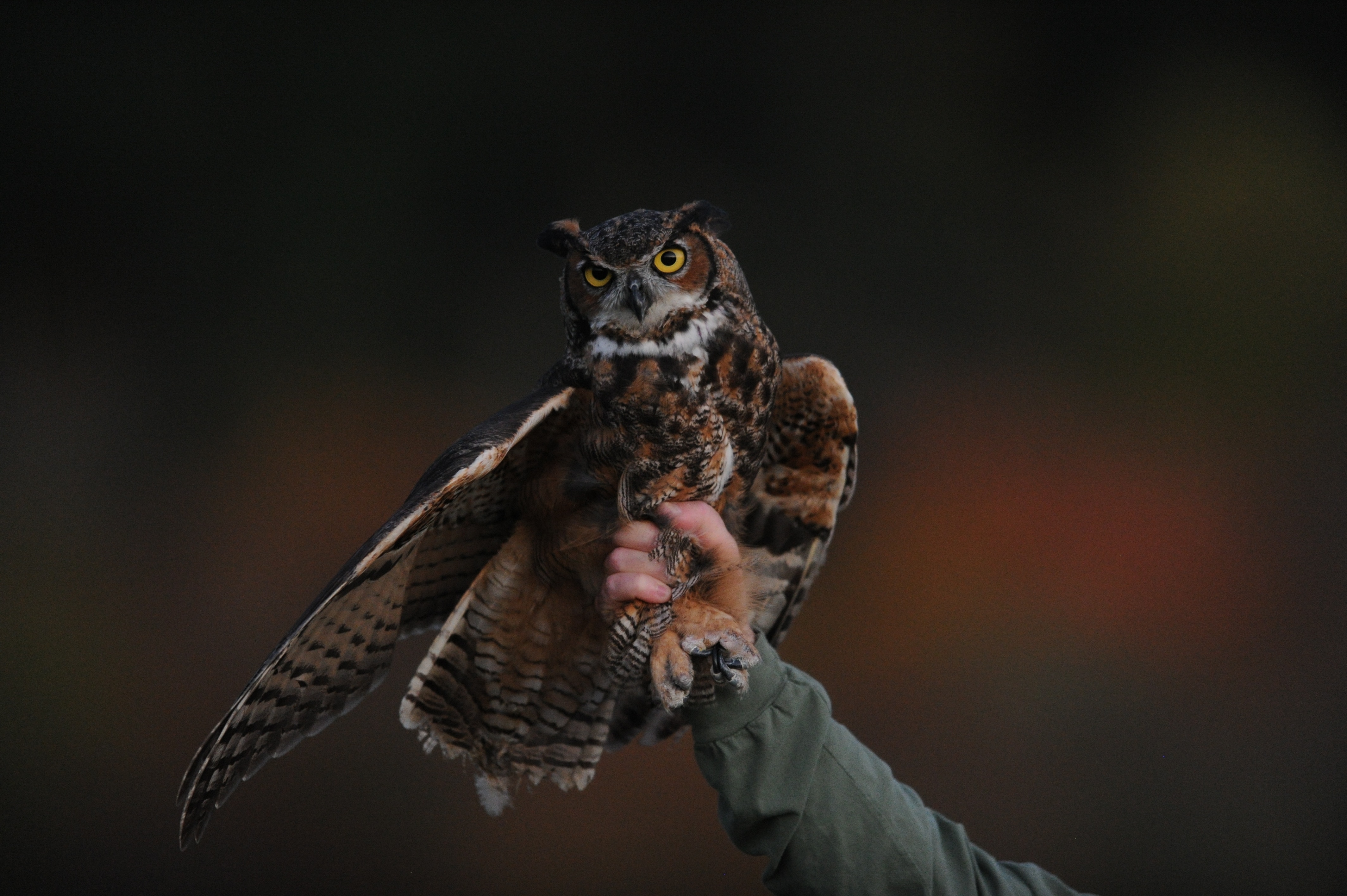 Great Horned Owl held by a person HD Wallpaper