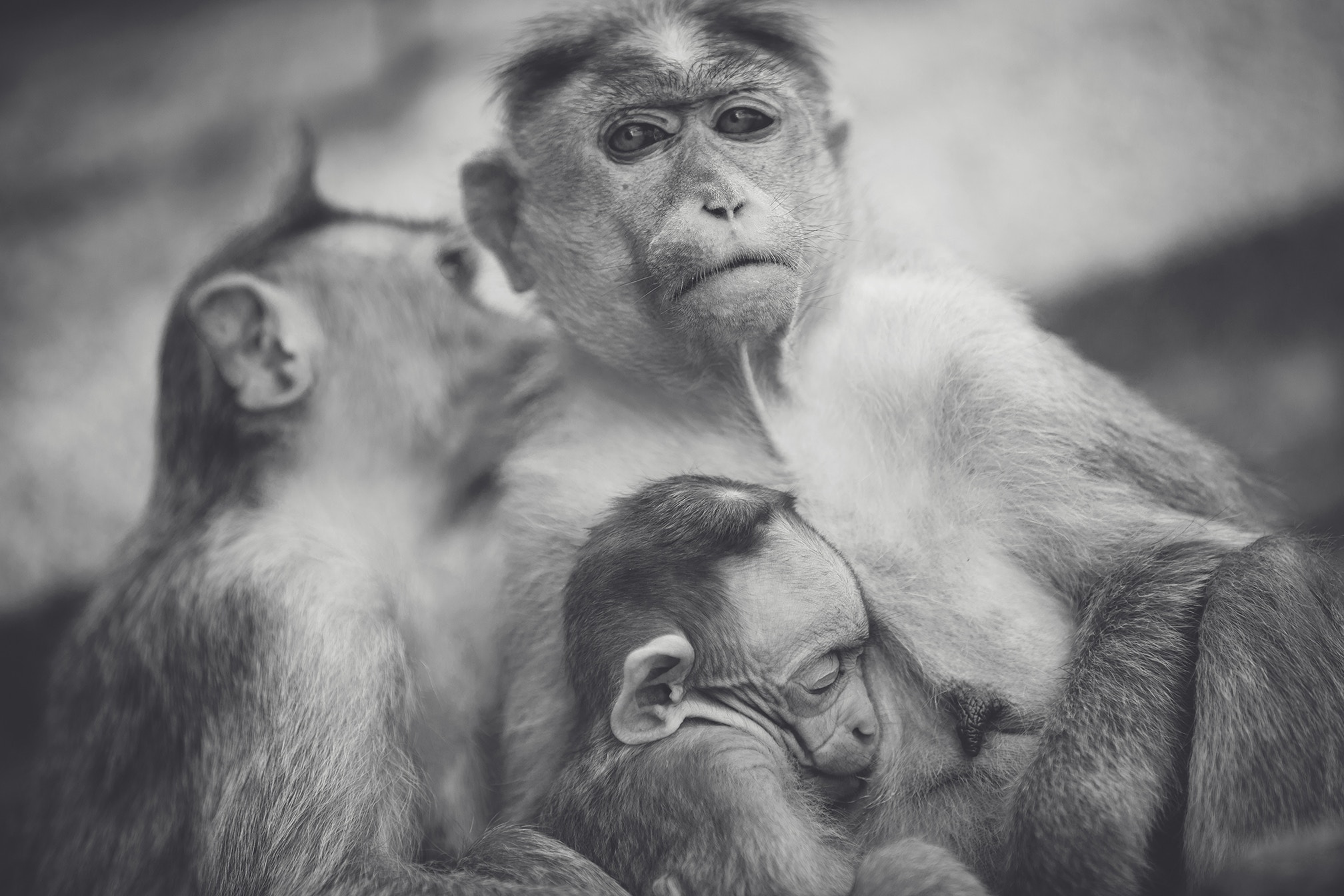 Mother monkey with her baby and another monkey HD Wallpaper