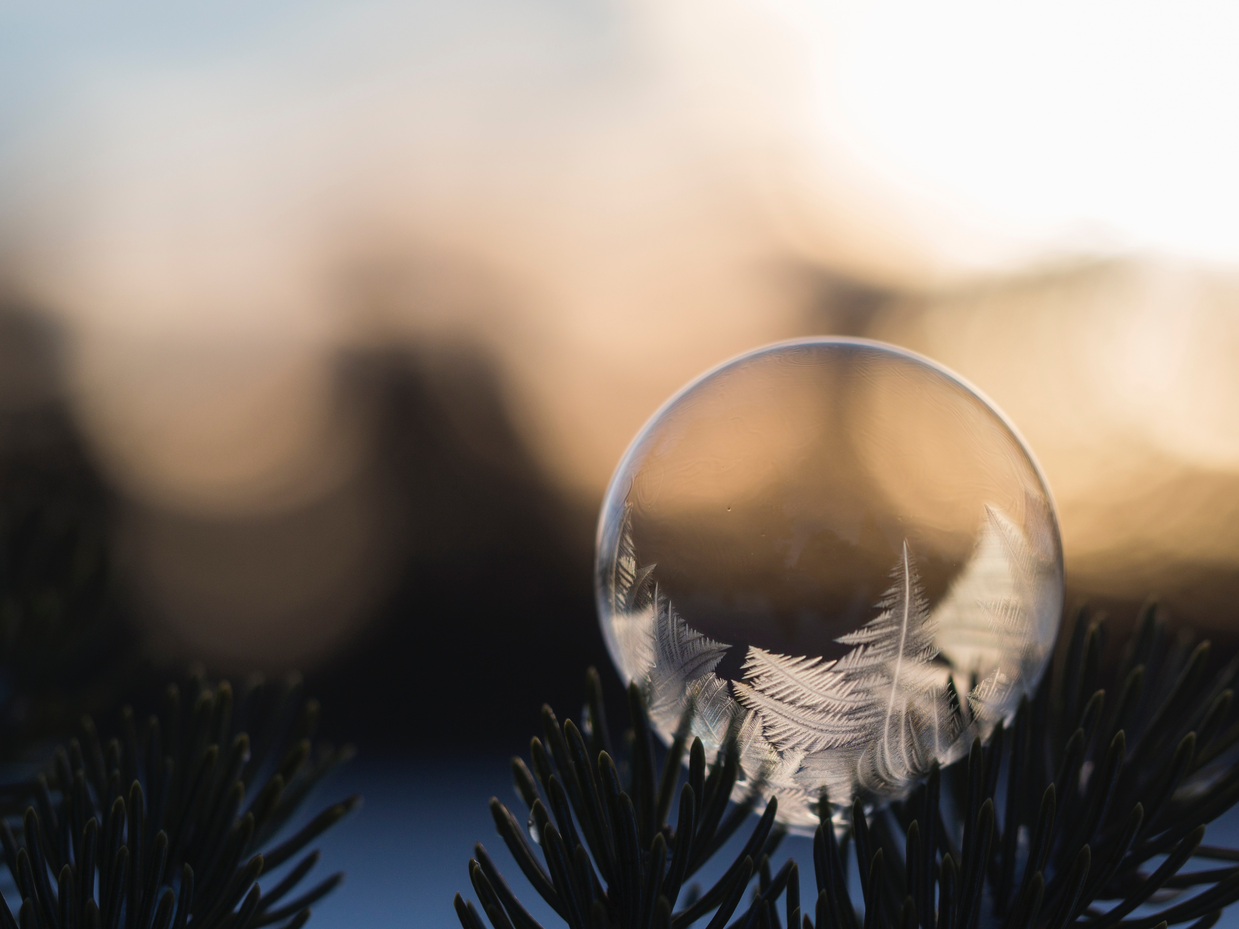 Frozen bubble on a pine tree branch HD Wallpaper
