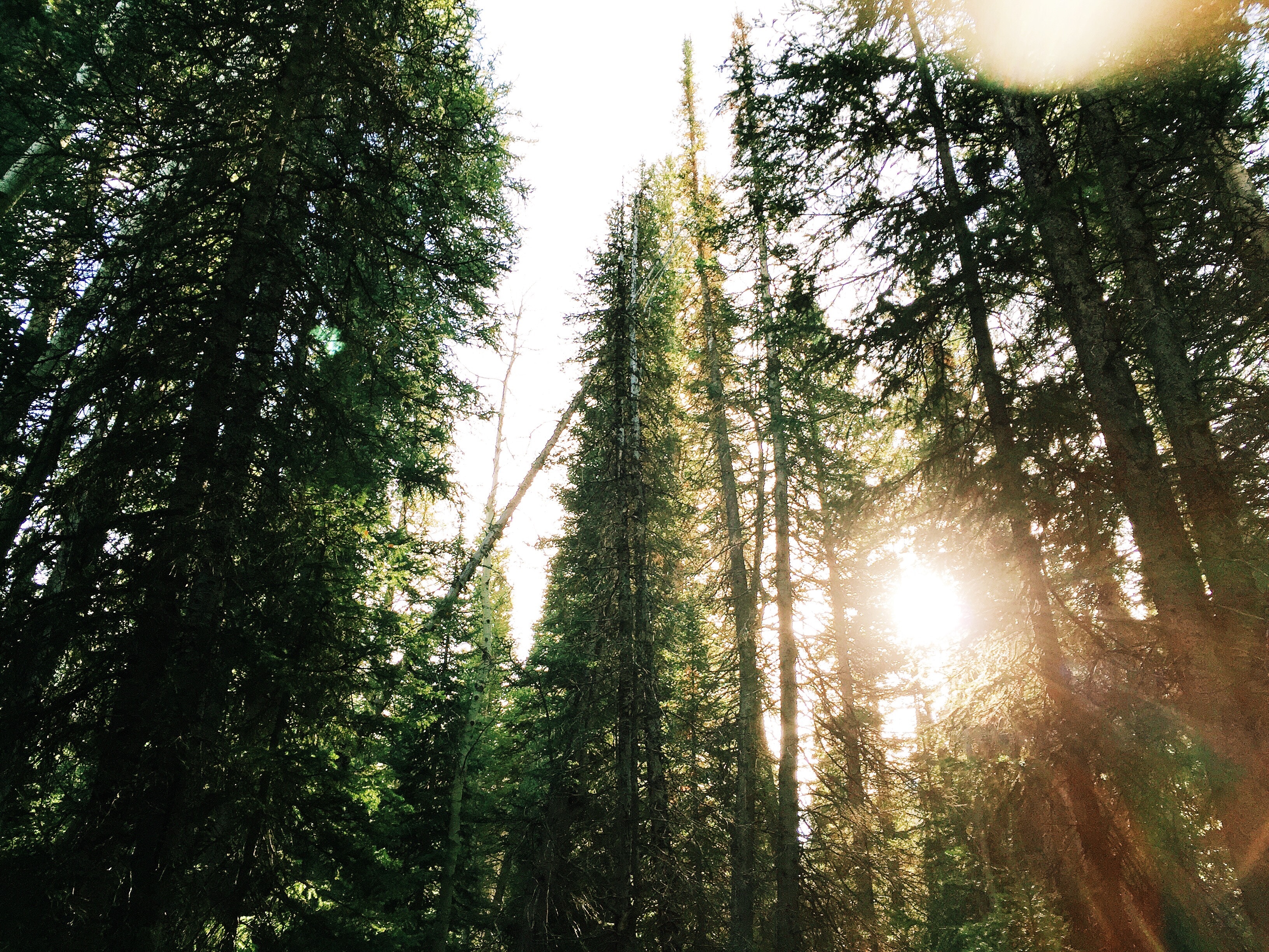Sunlight beams through tall evergreen trees in a forest HD Wallpaper
